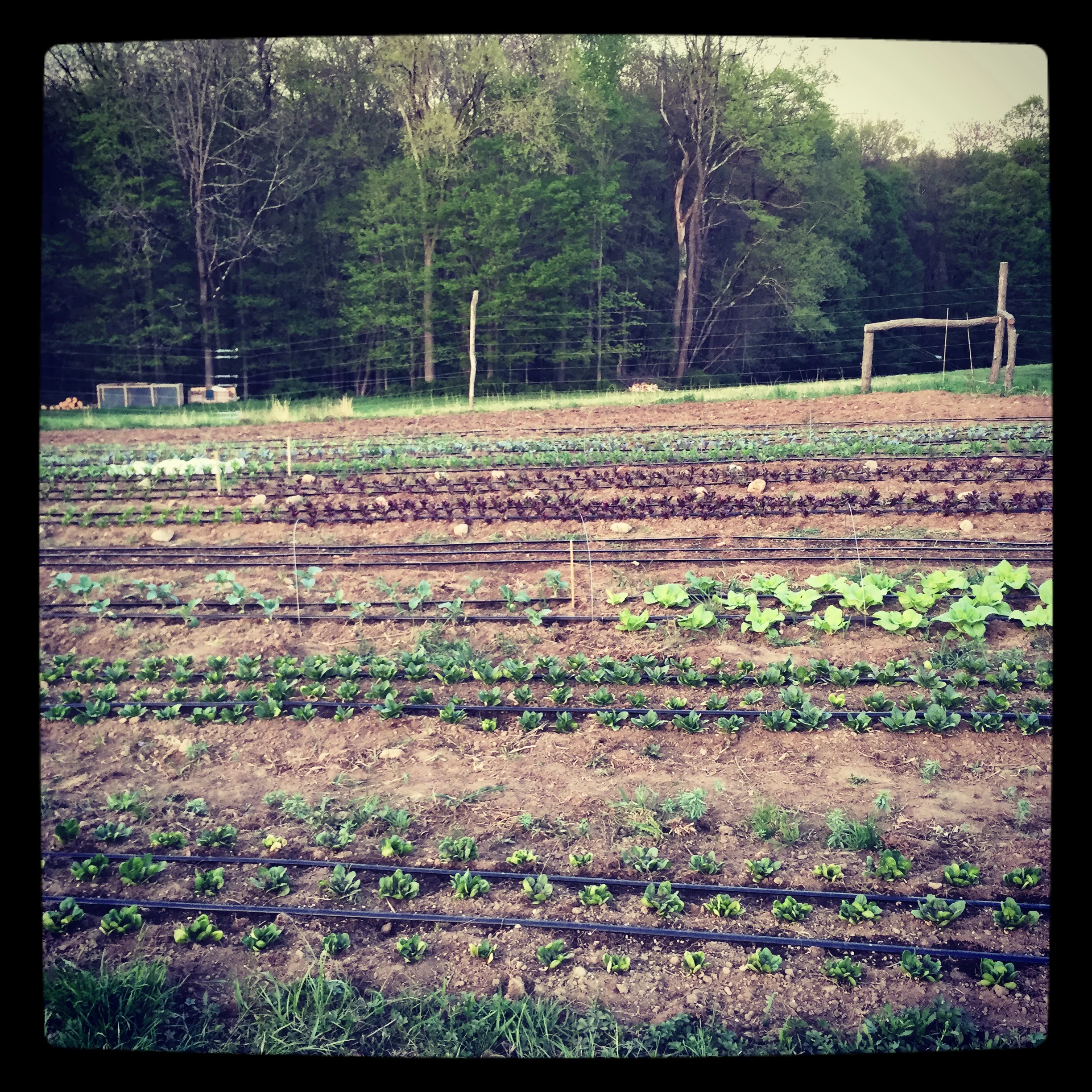 finally starting to look like a garden!