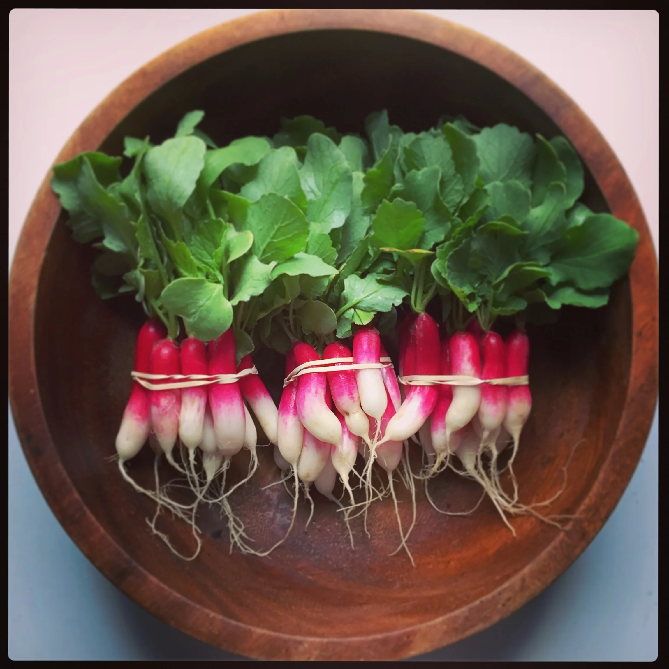 d'vignon (french breakfast) radishes