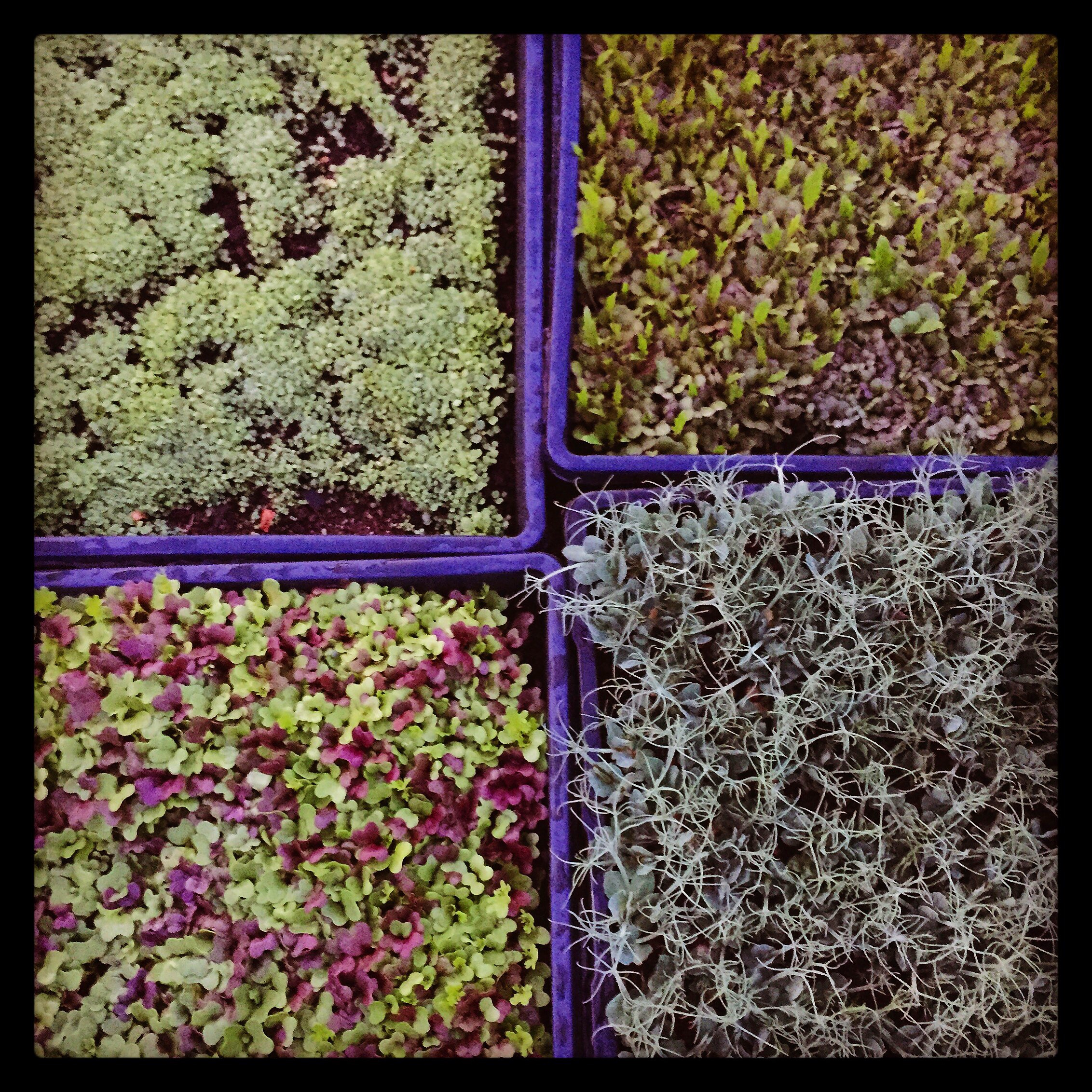  wasabi mustard mild mix sweet pea spicy mix microgreens 