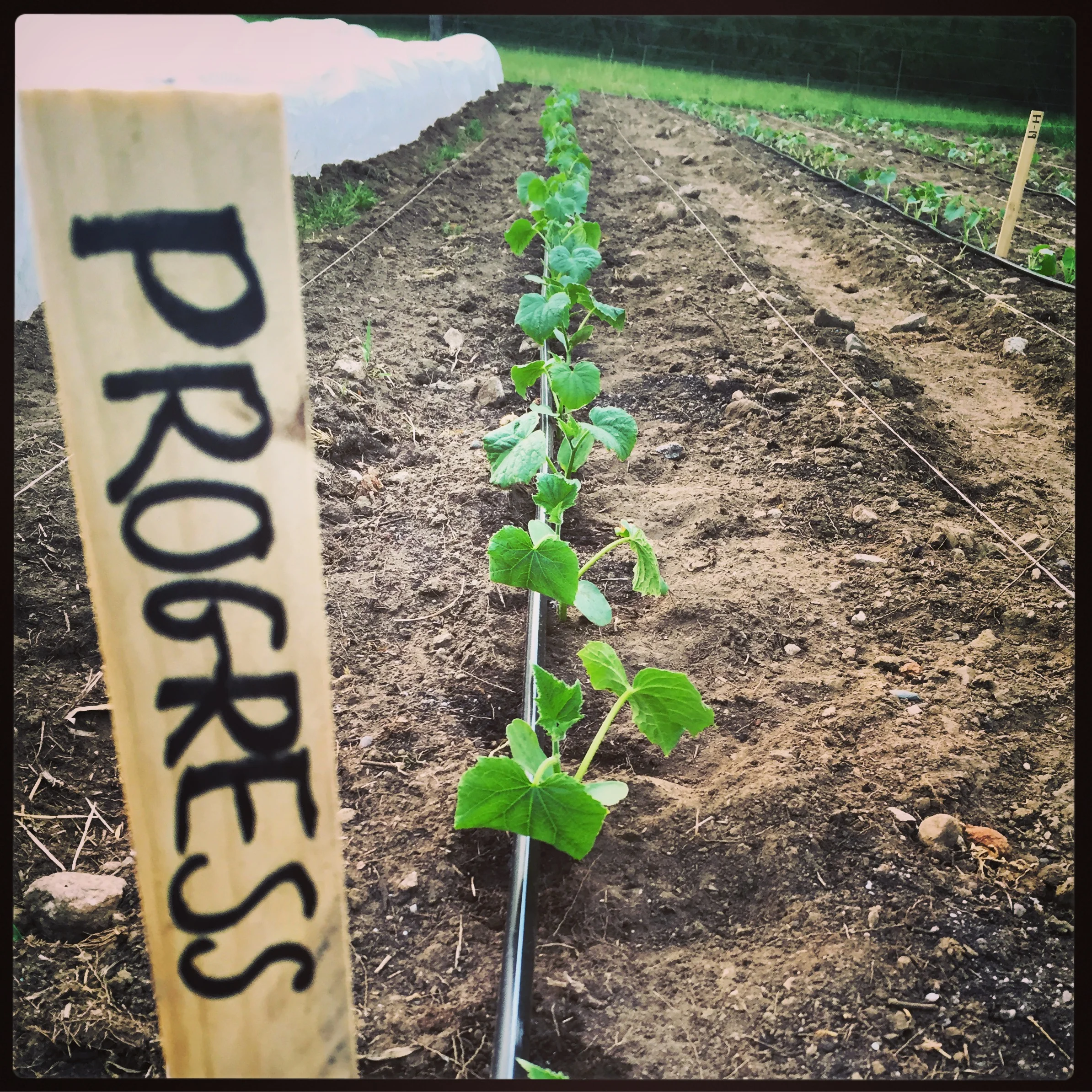 progress (japanese) cucumbers