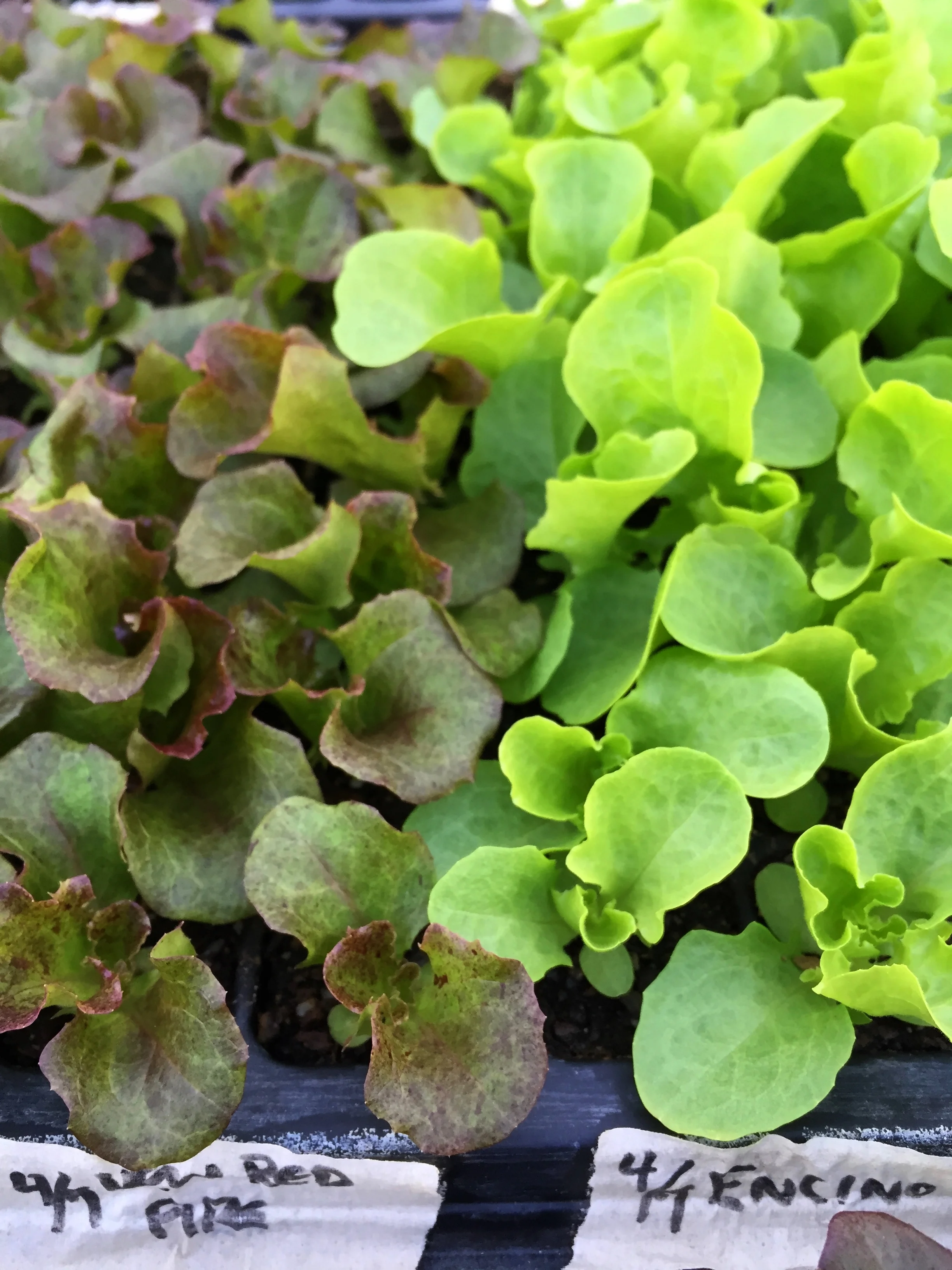 new red fire encino lettuce