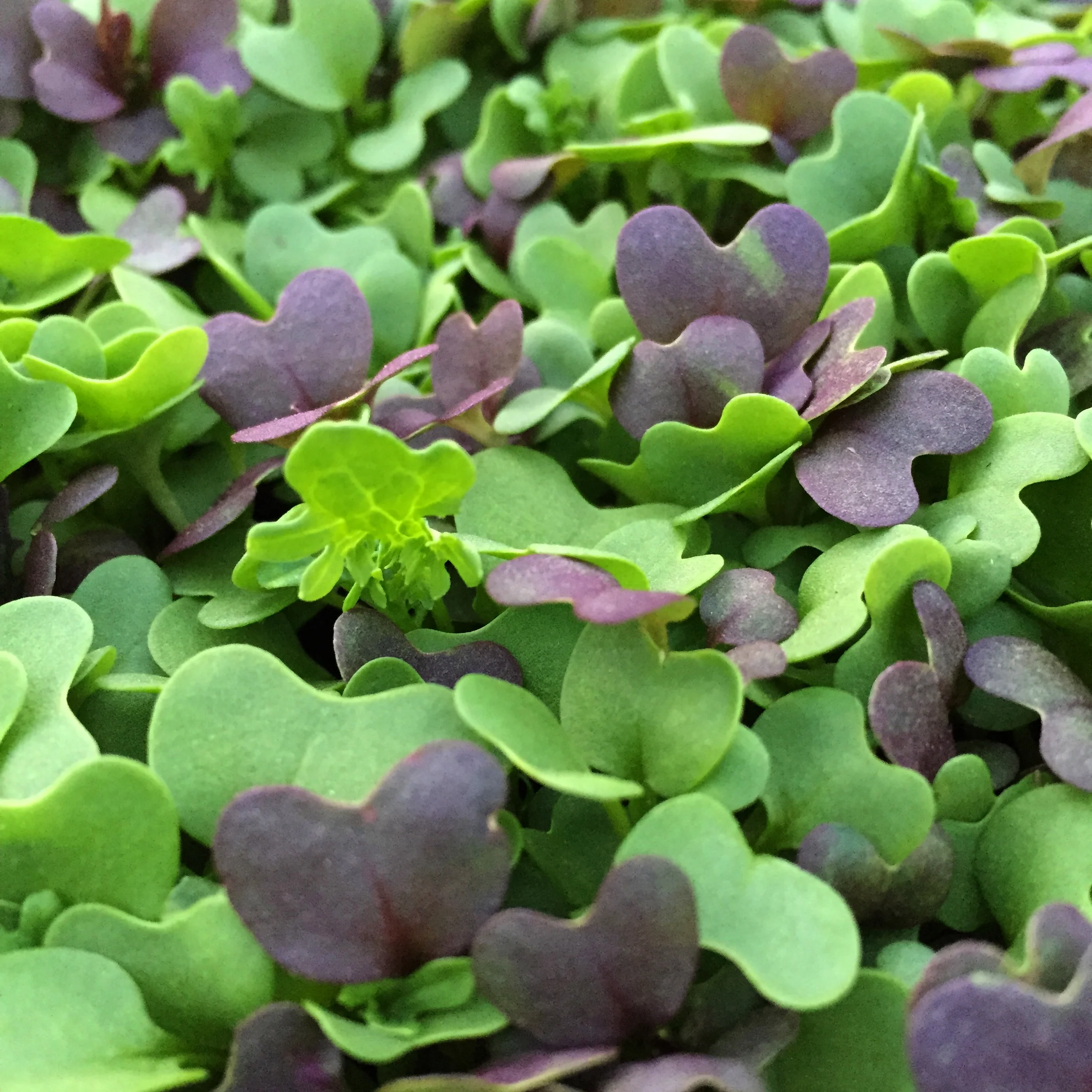 mild microgreens mix