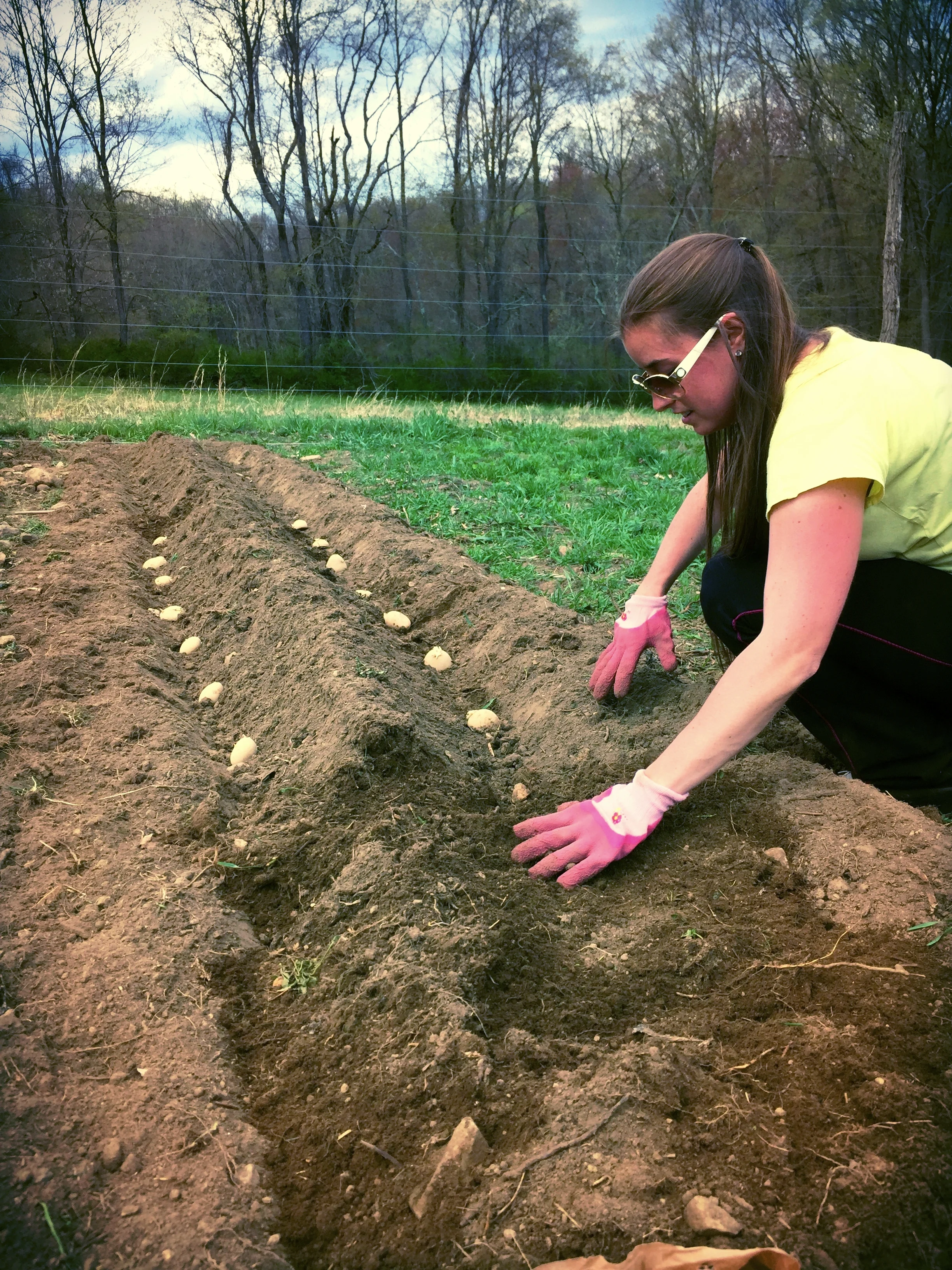 planting potatoes