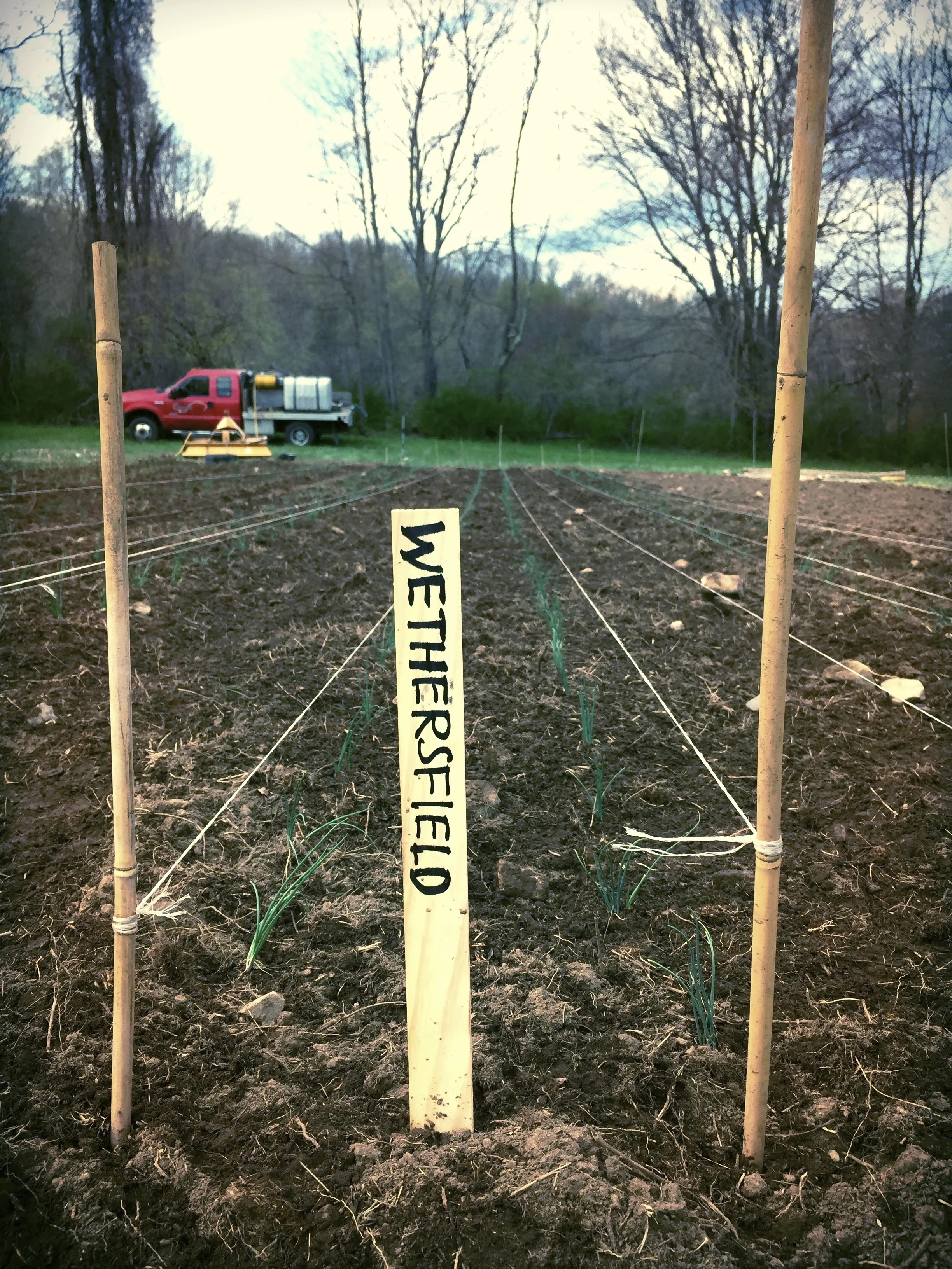 wethersfield onions