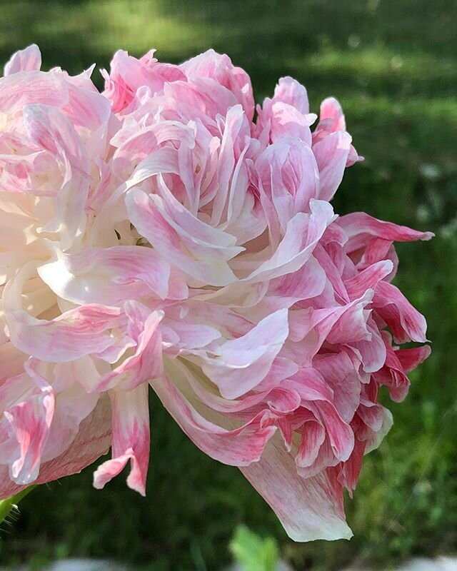 More poppy flowers, I love these ruffled petal varieties. These are shots of peony, lilac pompom, double black and black swan poppies.
.
.
#peonypoppy #lilacpompompoppy #doubleblackpoppy #blackswanpoppy #poppies #poppyflower #flowers #learningasigrow