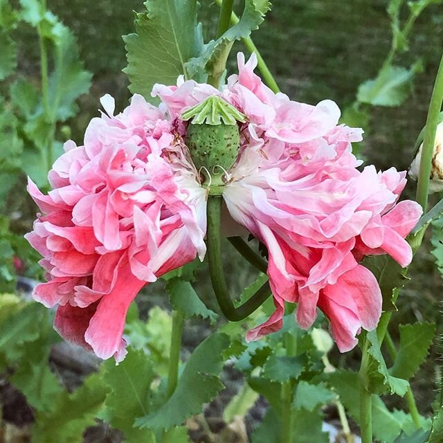 This one looks like she lost part of her skirt or is wearing a cape 🤔
.
.
#peonypoppy #poppyflower #poppy #learningasigrow🌿