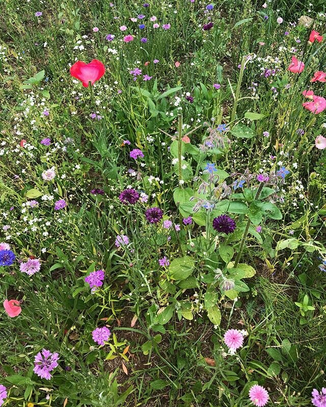 Wildflowers. In early spring, I sprinkled seed in a spot at the edge of the yard then &ldquo;fenced it in&rdquo; with string at a lazy attempt to keep out the deer. Who have, of course, munched the tops off all the sunflowers but fortunately the bach