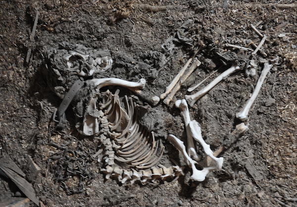 The faithful pooch’s corpse had been outside (laying where he died) for most of the last 100 years and was slowly degraded by skuas and rot. The Antarctic Heritage Trust carefully conserved his remains moved him into the porch on a bed of straw where he could rest in peace more nobly..