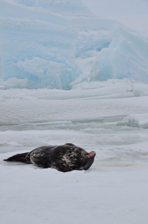 Scientists in "big red" don't bother these guys.