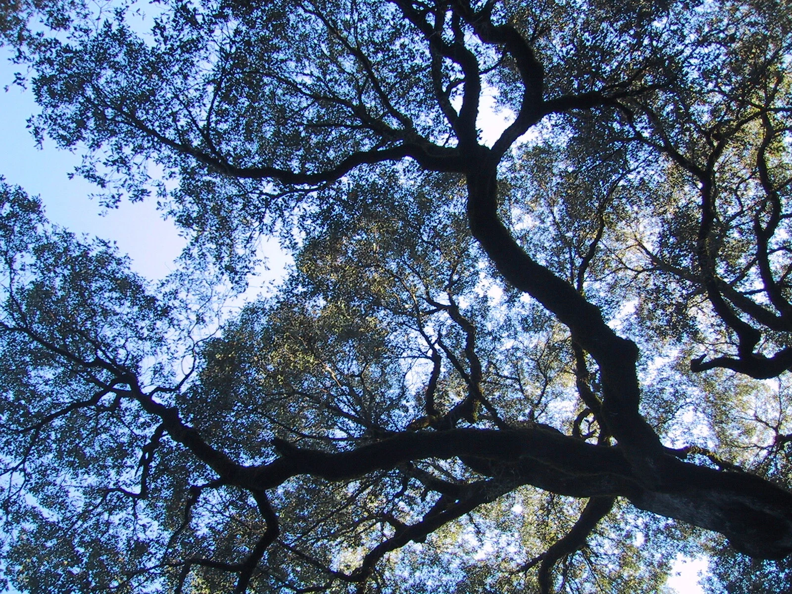 The canopy of Medusa