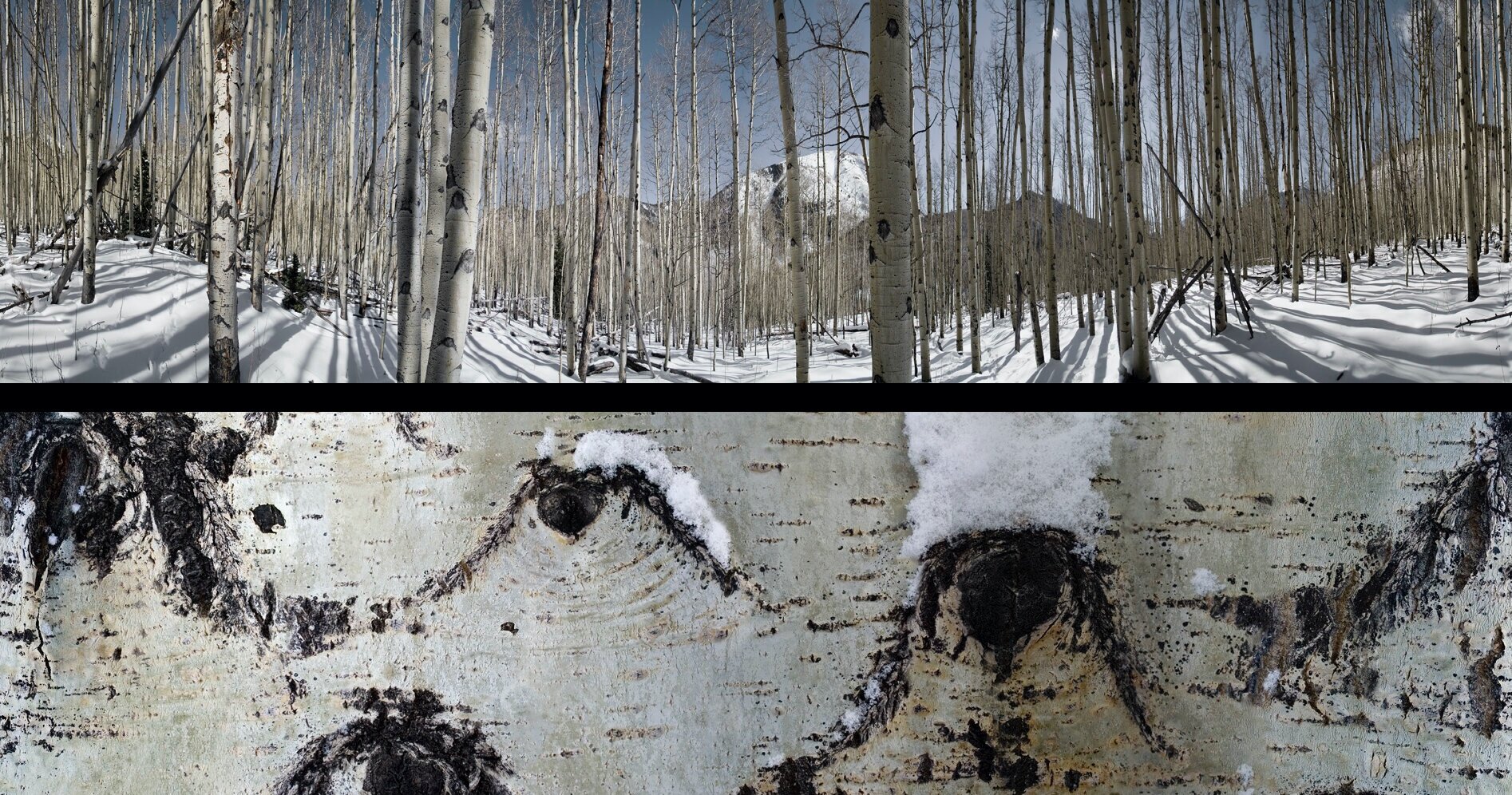 Panoramic Aspen images.