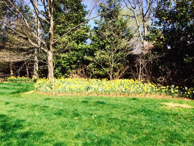  Naturalization with Daffodils, Bowling Ave 