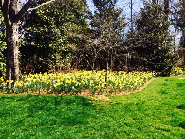  Naturalization with Daffodils, Bowling Ave 