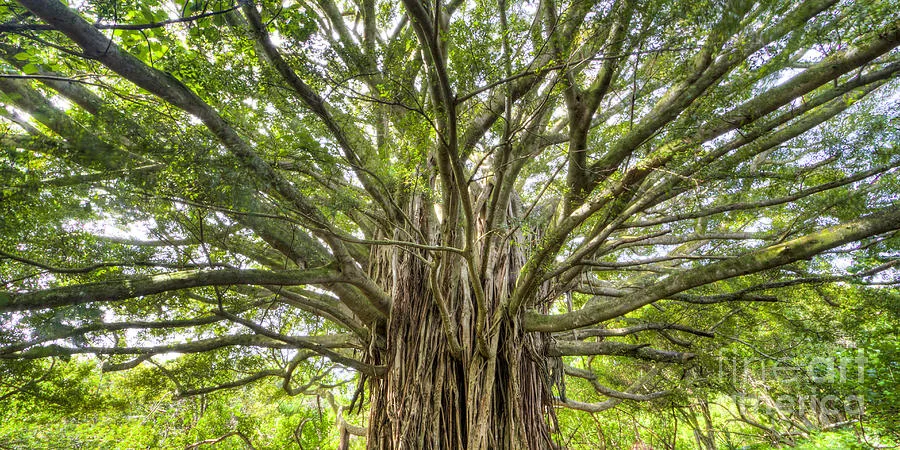 banyan photo.jpg