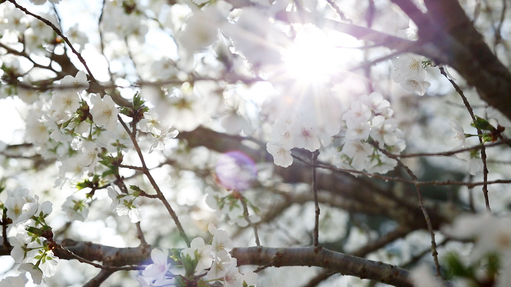 Backyard Cherry Tree, GA, 2014