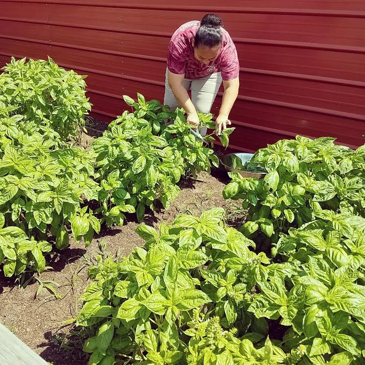 Fresh Basil being picked from Matt's garden for our Trademarked Tomato Cheese.