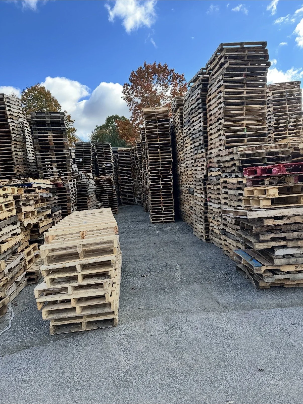Outdoor storage area with stacks of wooden pallets arranged in rows on a paved surface, with trees and blue sky in the background.