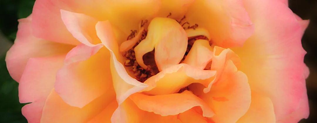 Banner 03.jpg