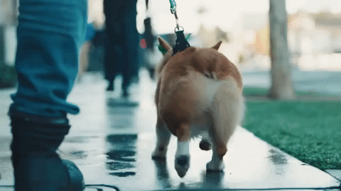 Animated GIF-downsized_large.gif