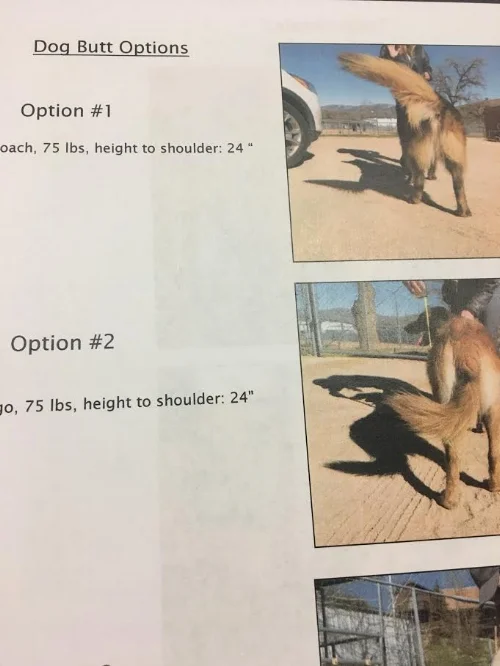 dogbutt.jpeg