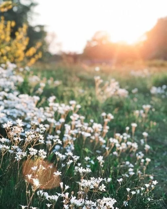 fb meadow f4756aac5f8c8fa4e7d91c4a09de6c6a.jpeg