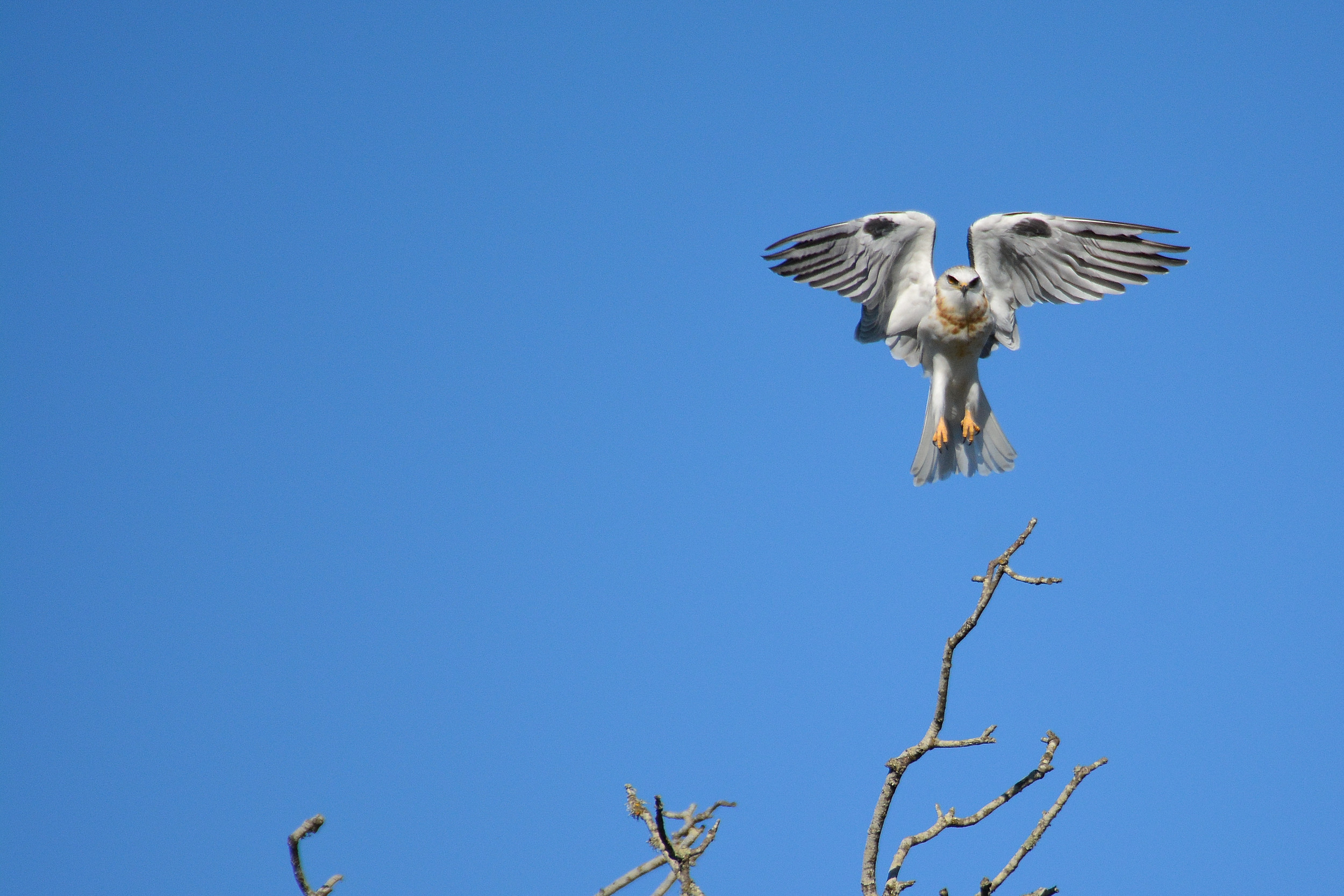 White-tailed Kite, Petaluma