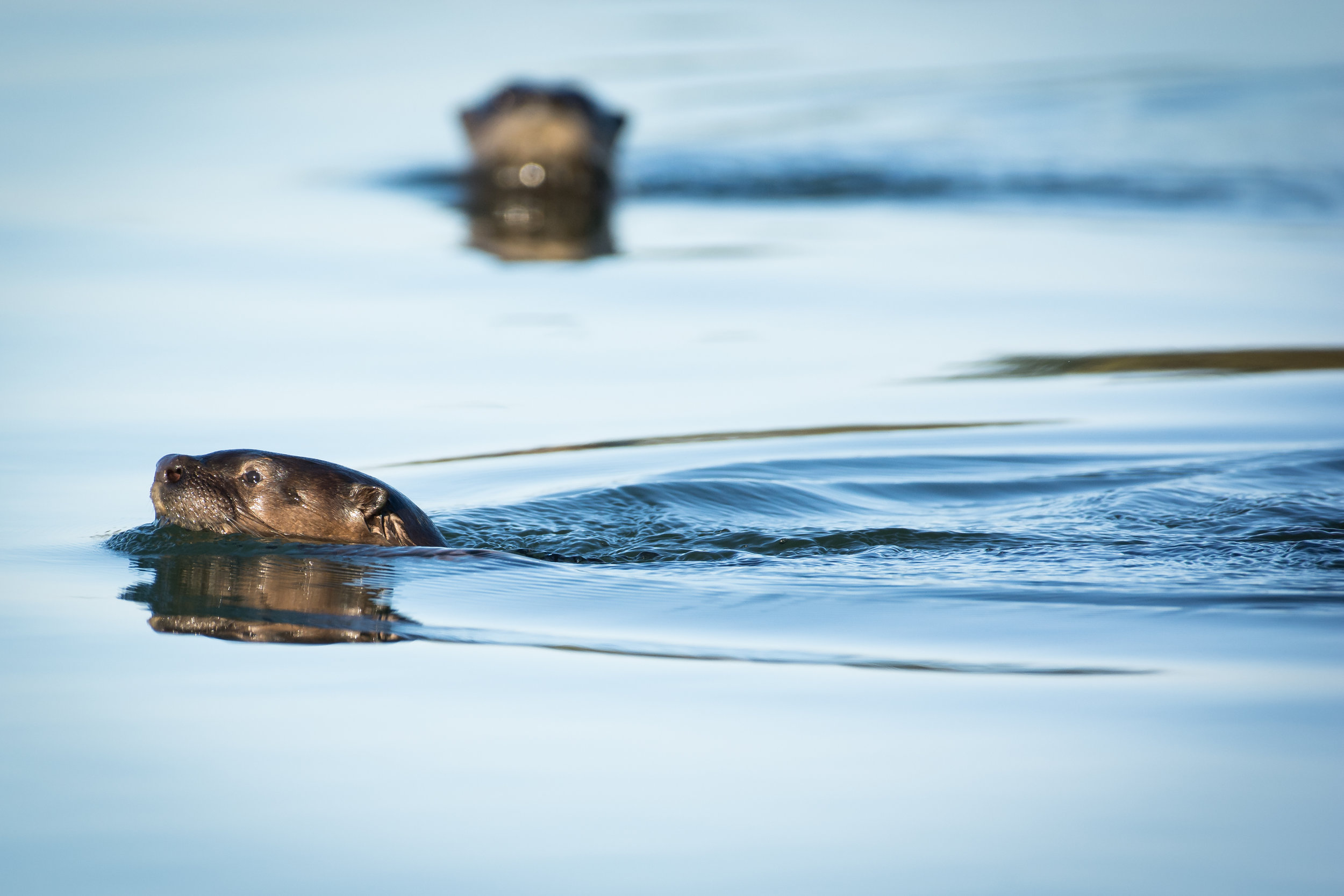 River Otters, Russian River, Jenner Ca.