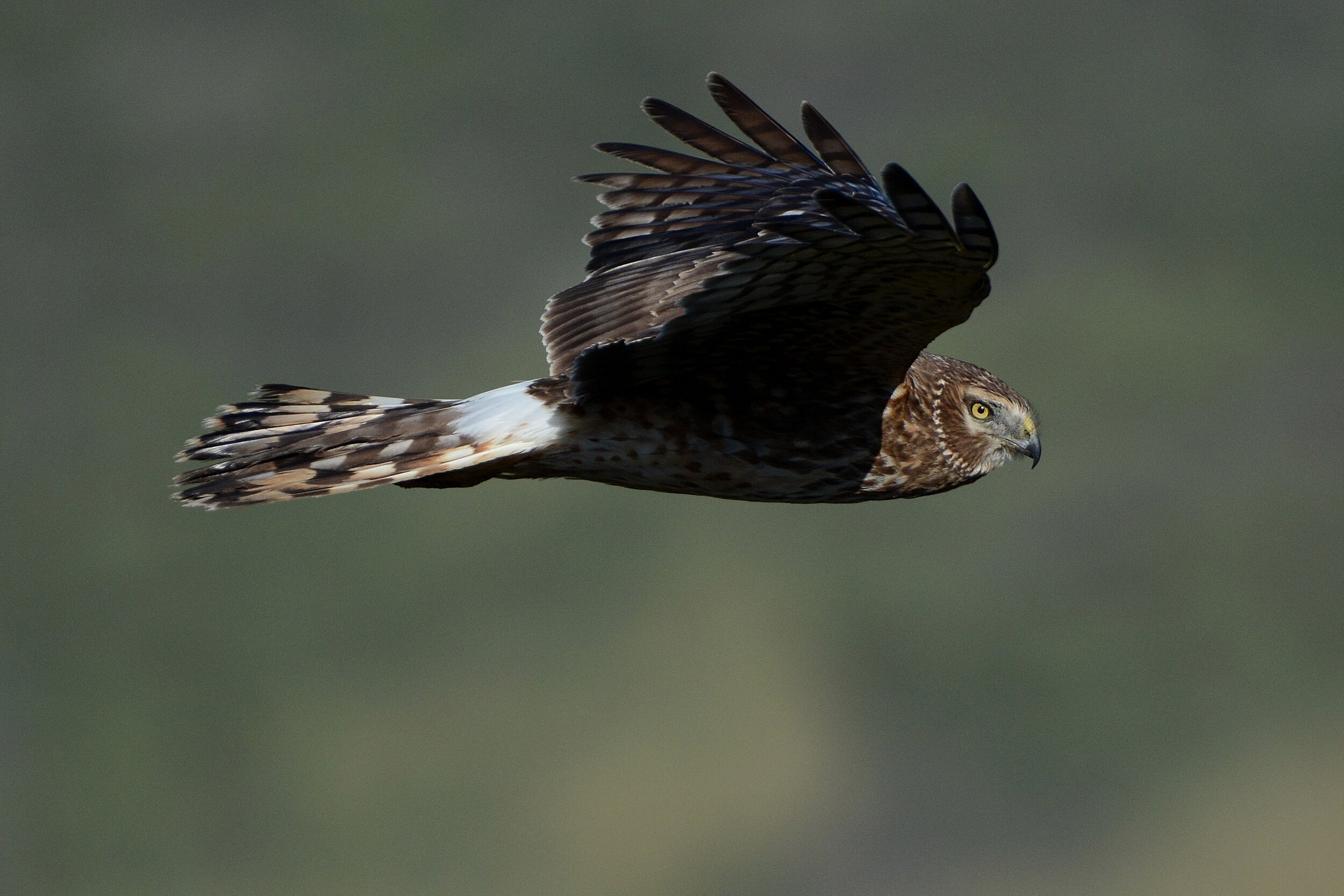 Female Northern Harrier(Marsh Hawk)