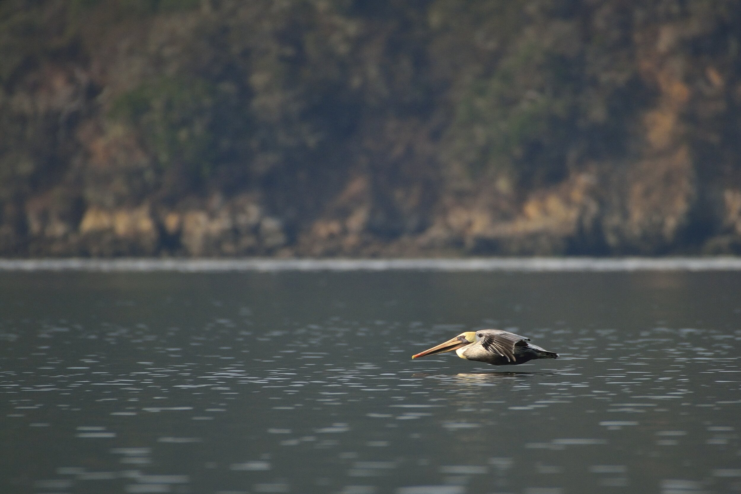 Pelican, Tomales Bay