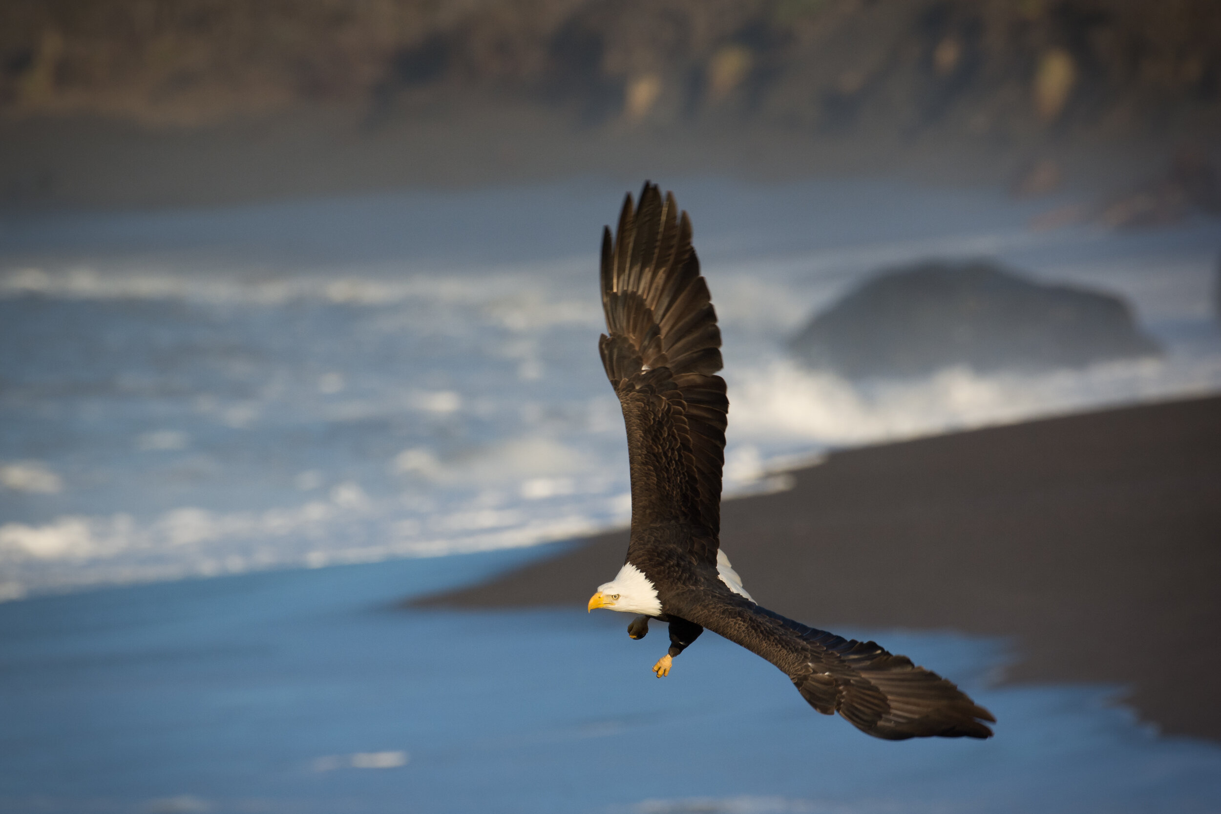 Bald Eagle, Mouth of Russian River, Jenner Ca