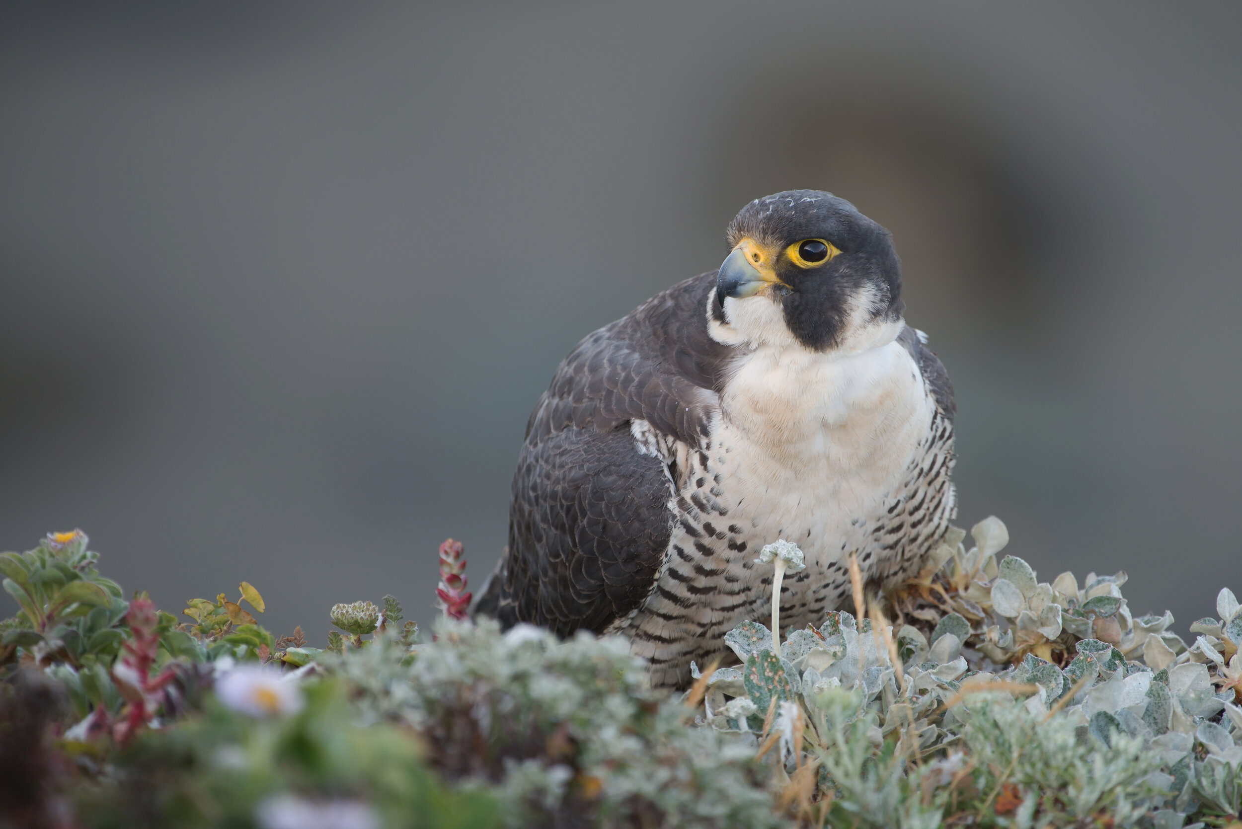 Peregrine Falcon, Sonoma Coast