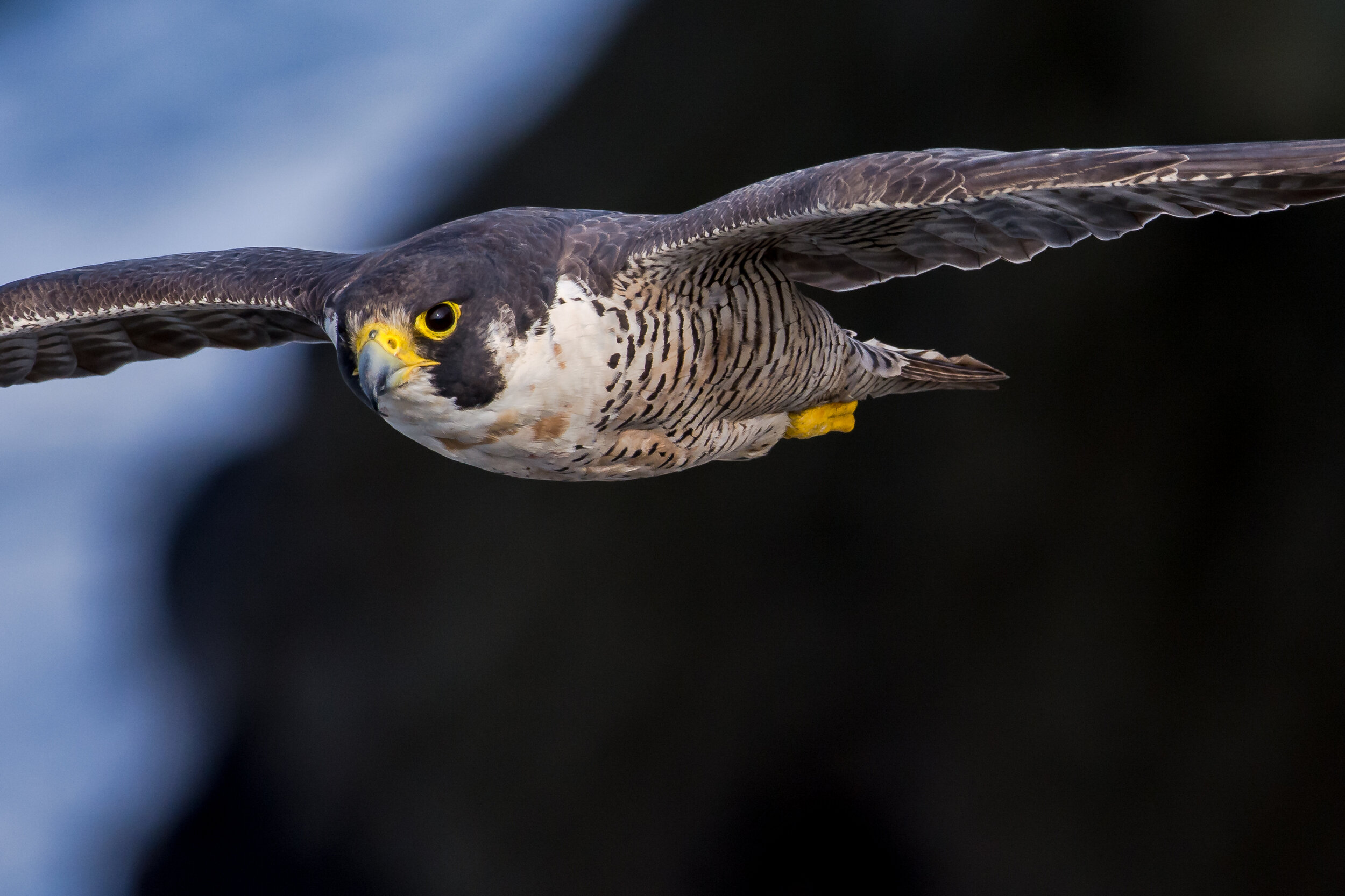 Peregrine Falcon, Sunrise, Sonoma Coast