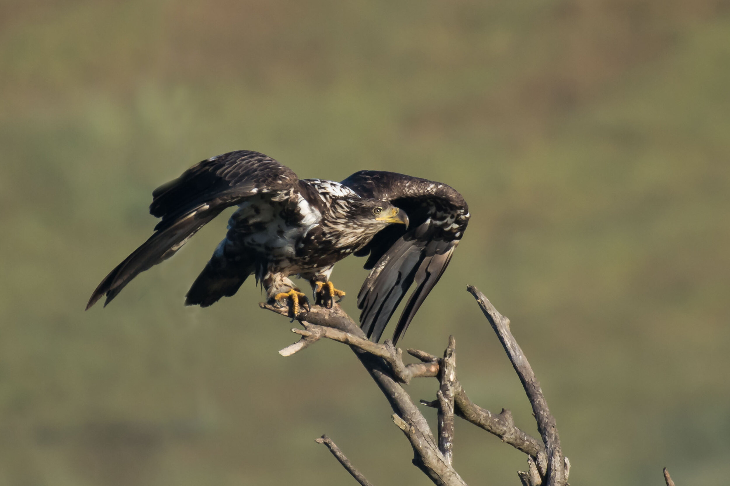 Juvenile Bald Eagle, Willow Creek, Russian River