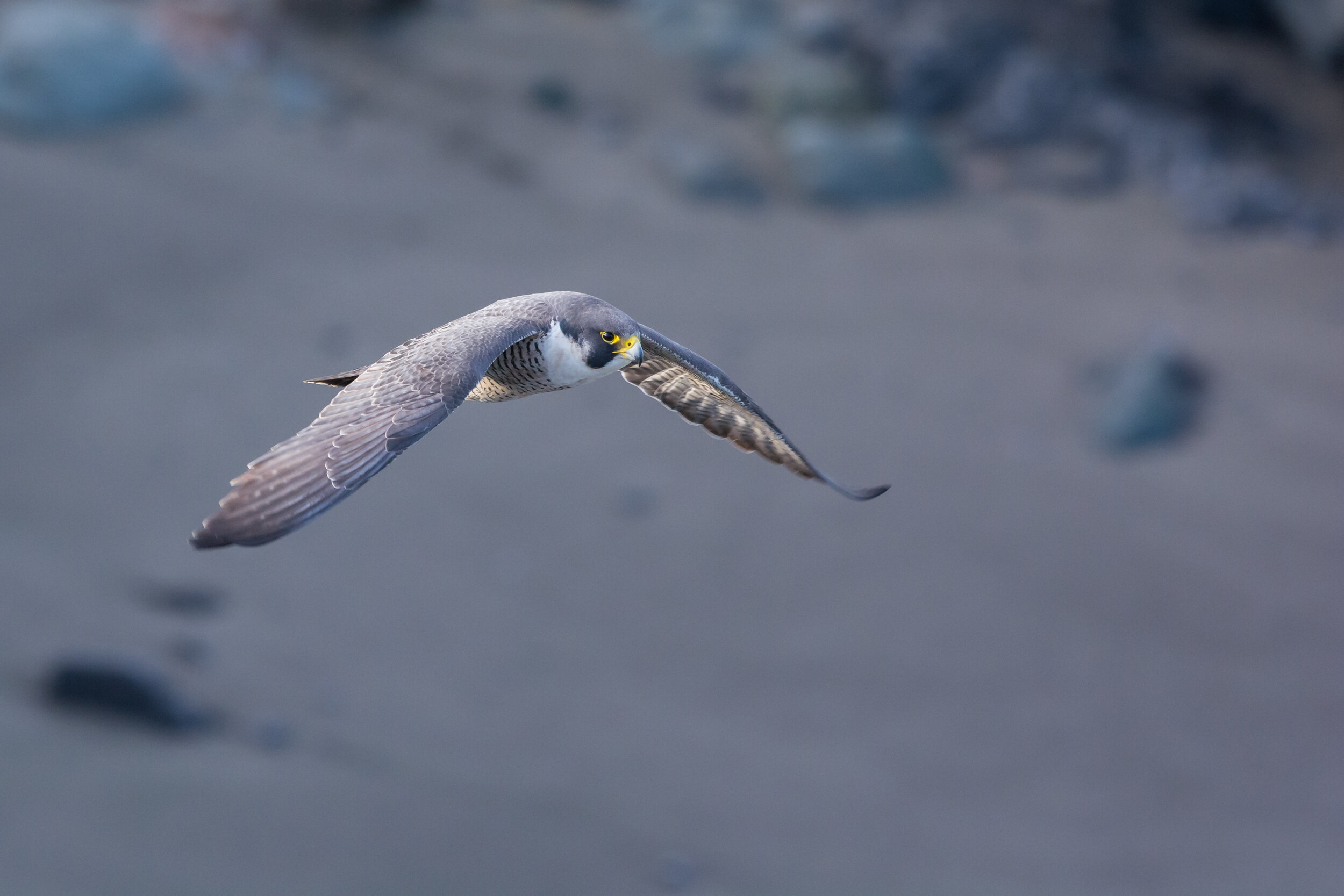Peregrine Falcon over Sonoma Coast Beach