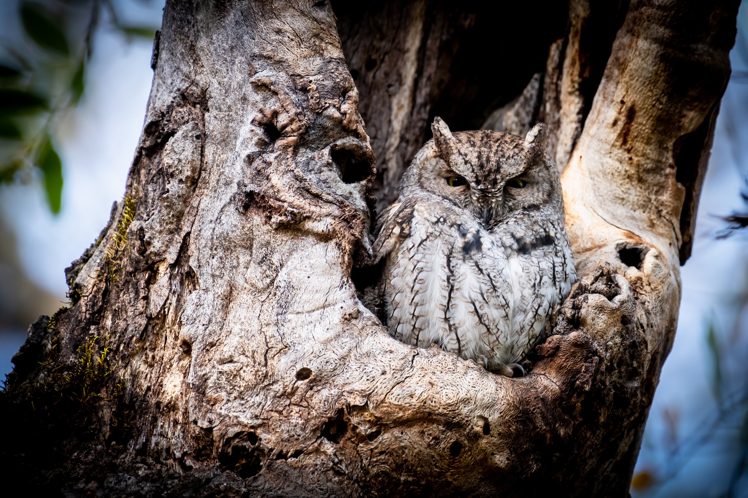 Western Screech Owl, Calistoga Ca