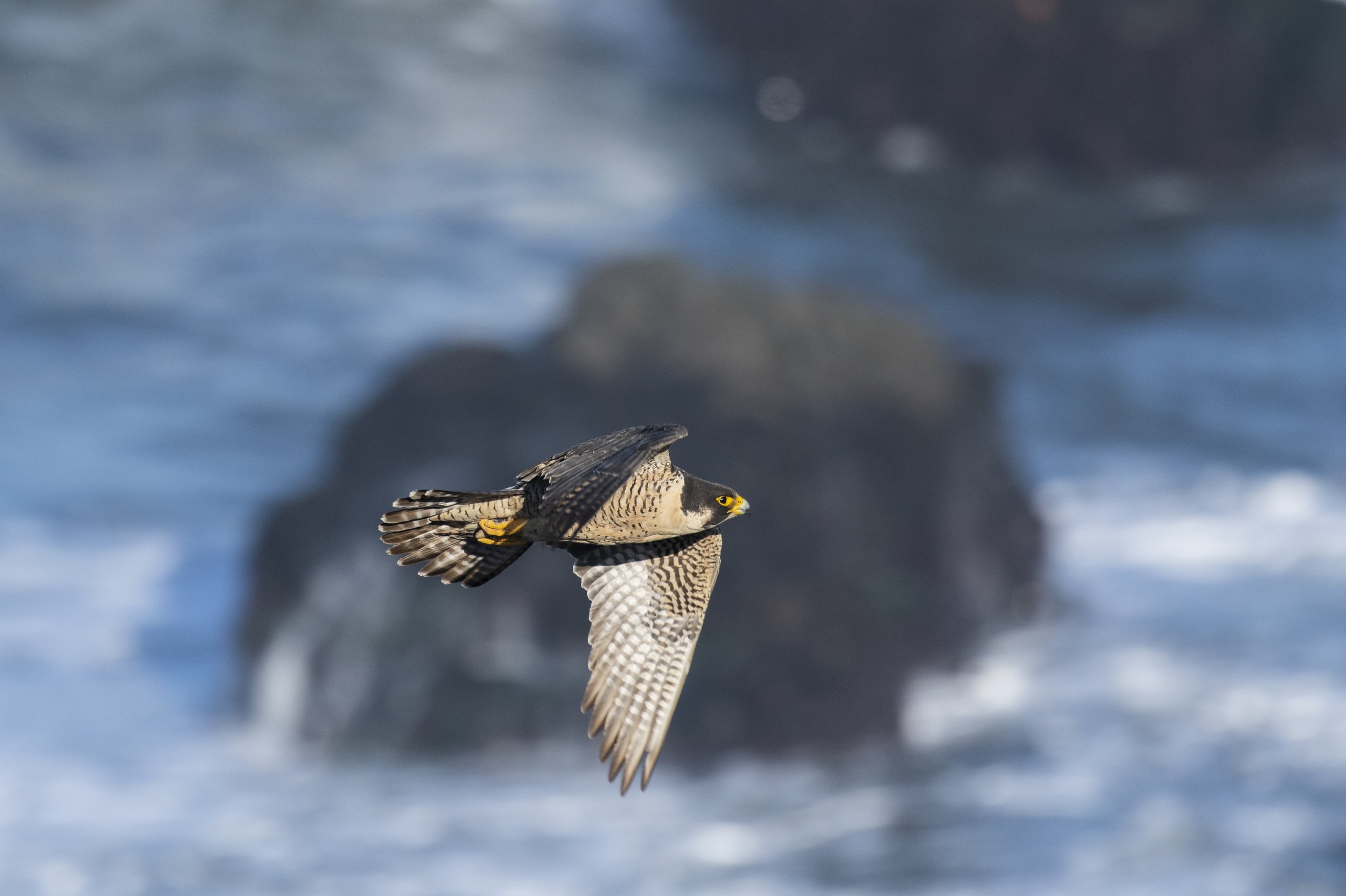 Peregrine Falcon, Sonoma Coast