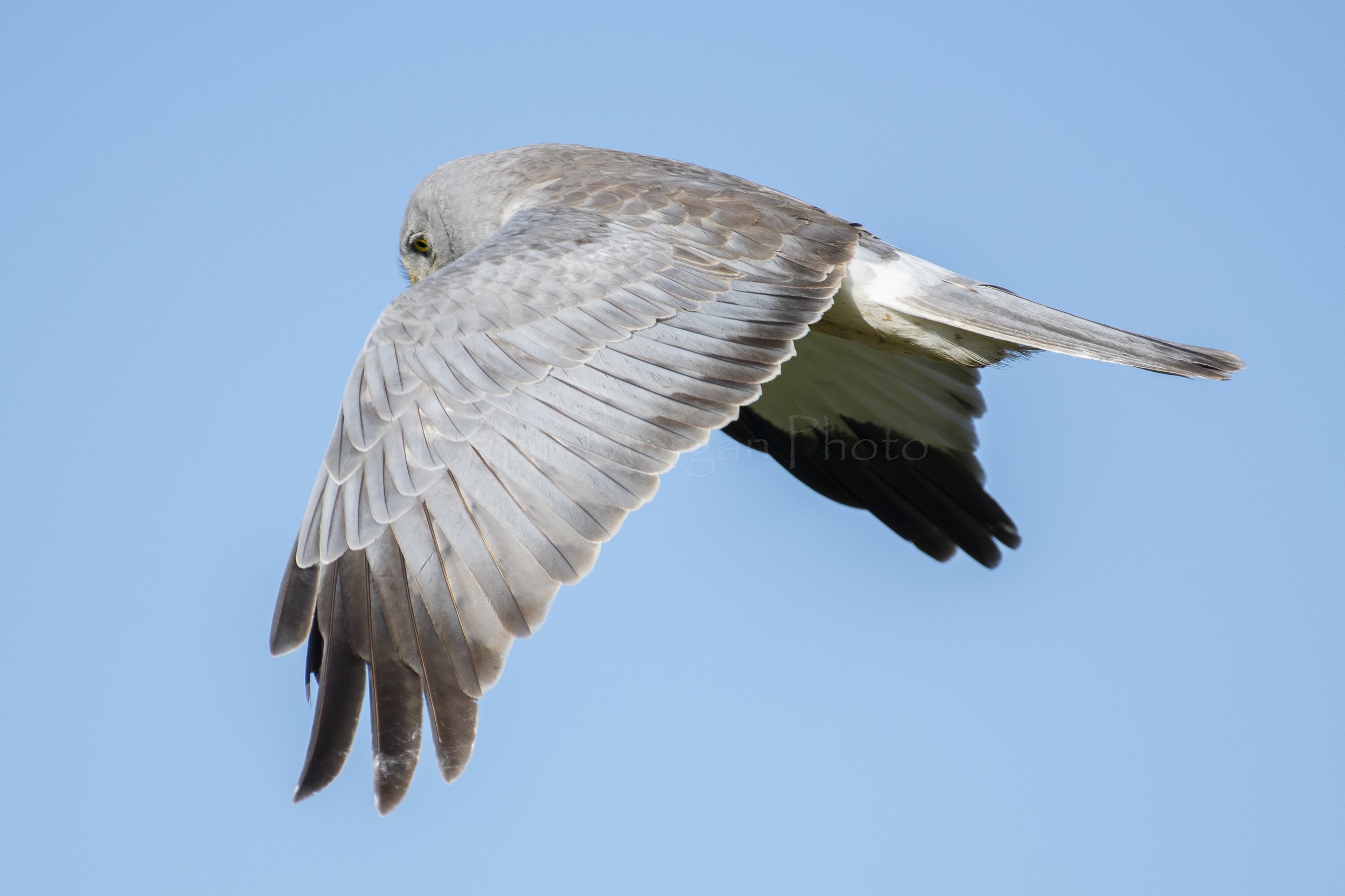 Male Norther Harrier, Sonoma Coast