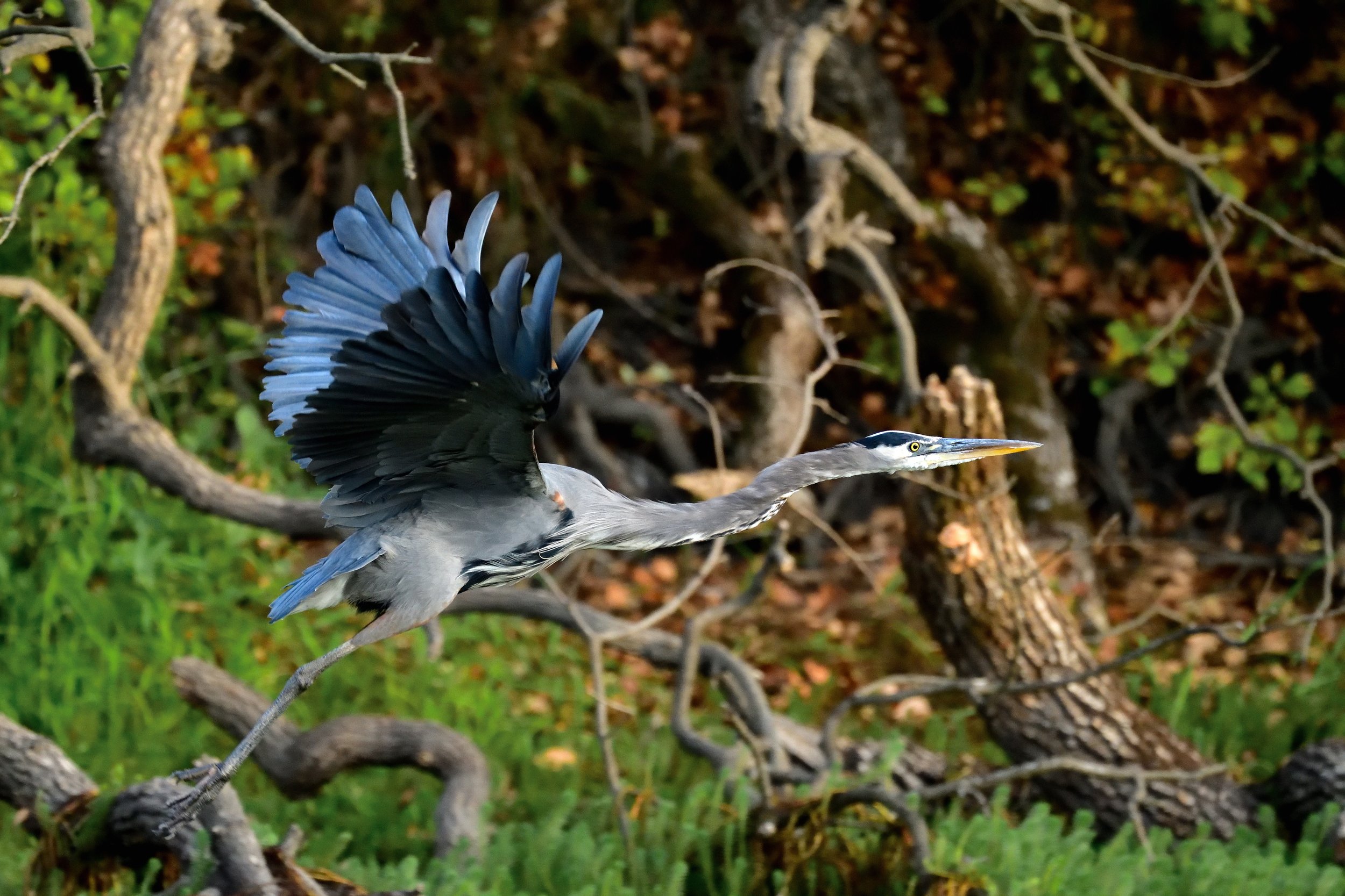 Great Blue Heron, Laguna de Santa Rosa