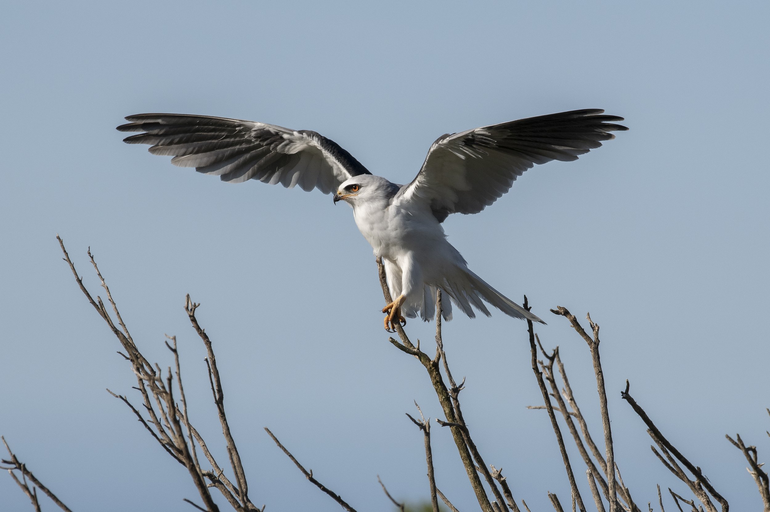 White-tailed Kite Russian River, Jenner