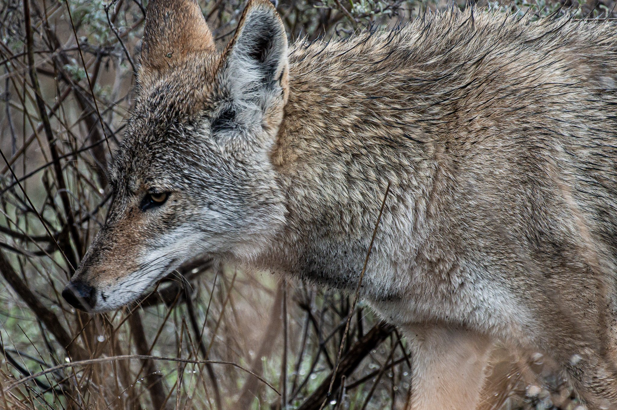 Coyote, Point Reyes Ca