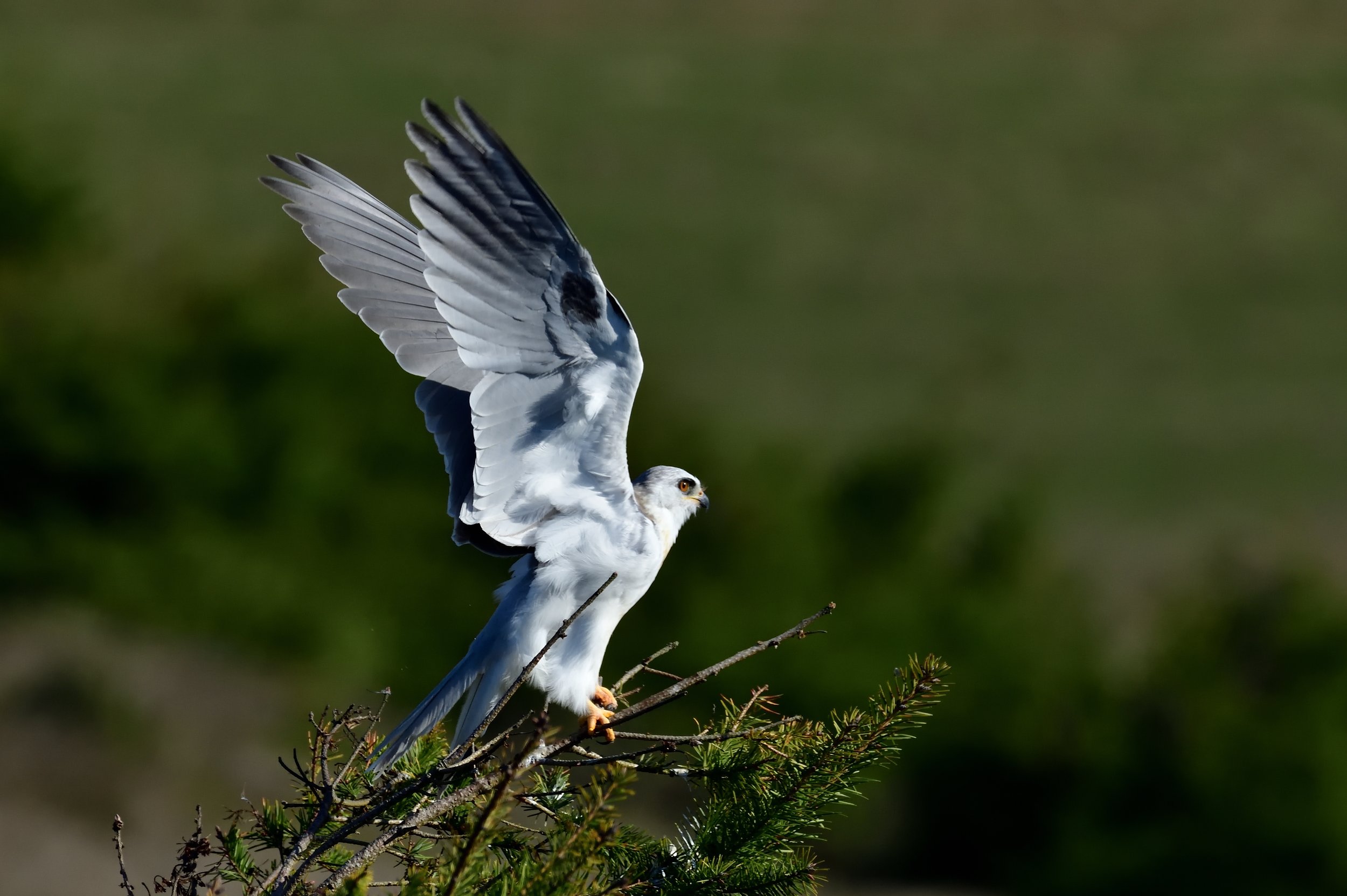 White Tailed Kite, Jenner