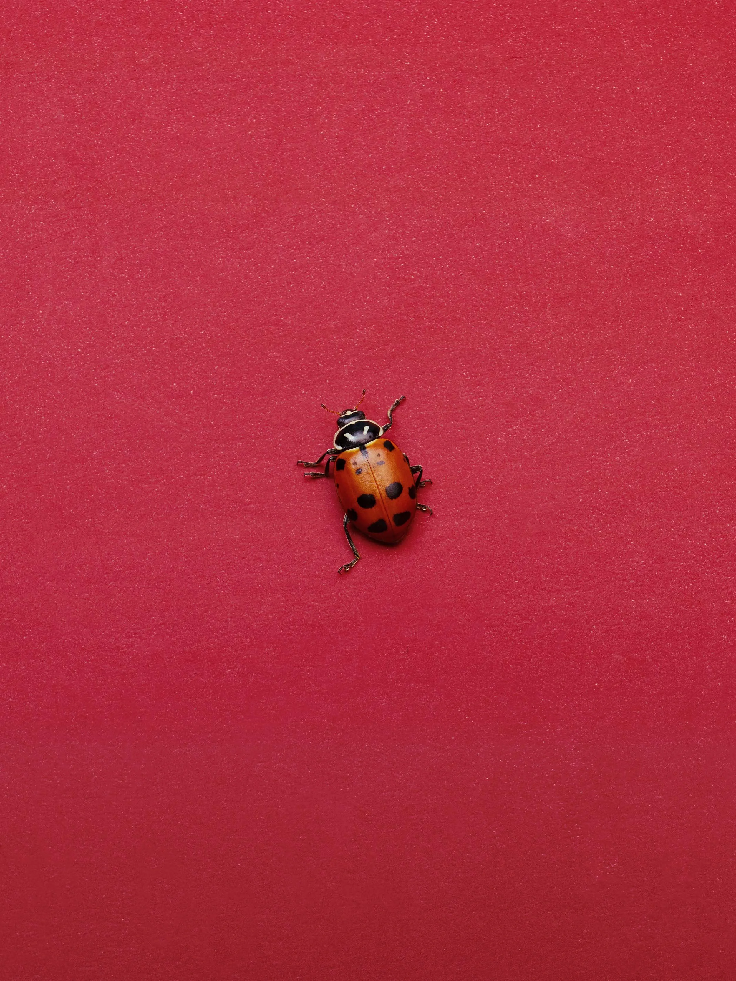 25TST1714_MAKE A WISH_LADYBUG_1704_R2 copy.jpg