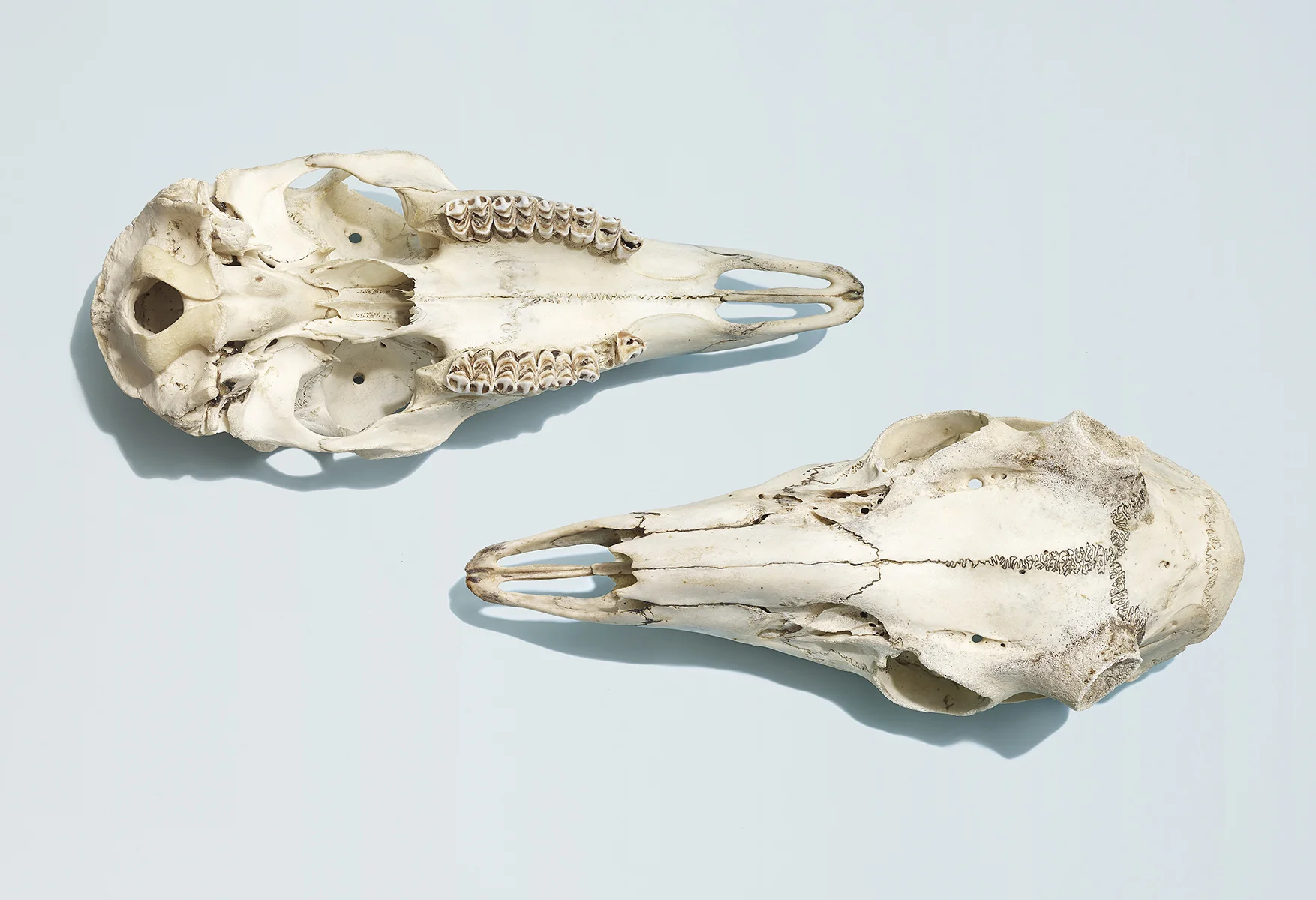 7_1189TST_skull_028_038.jpg