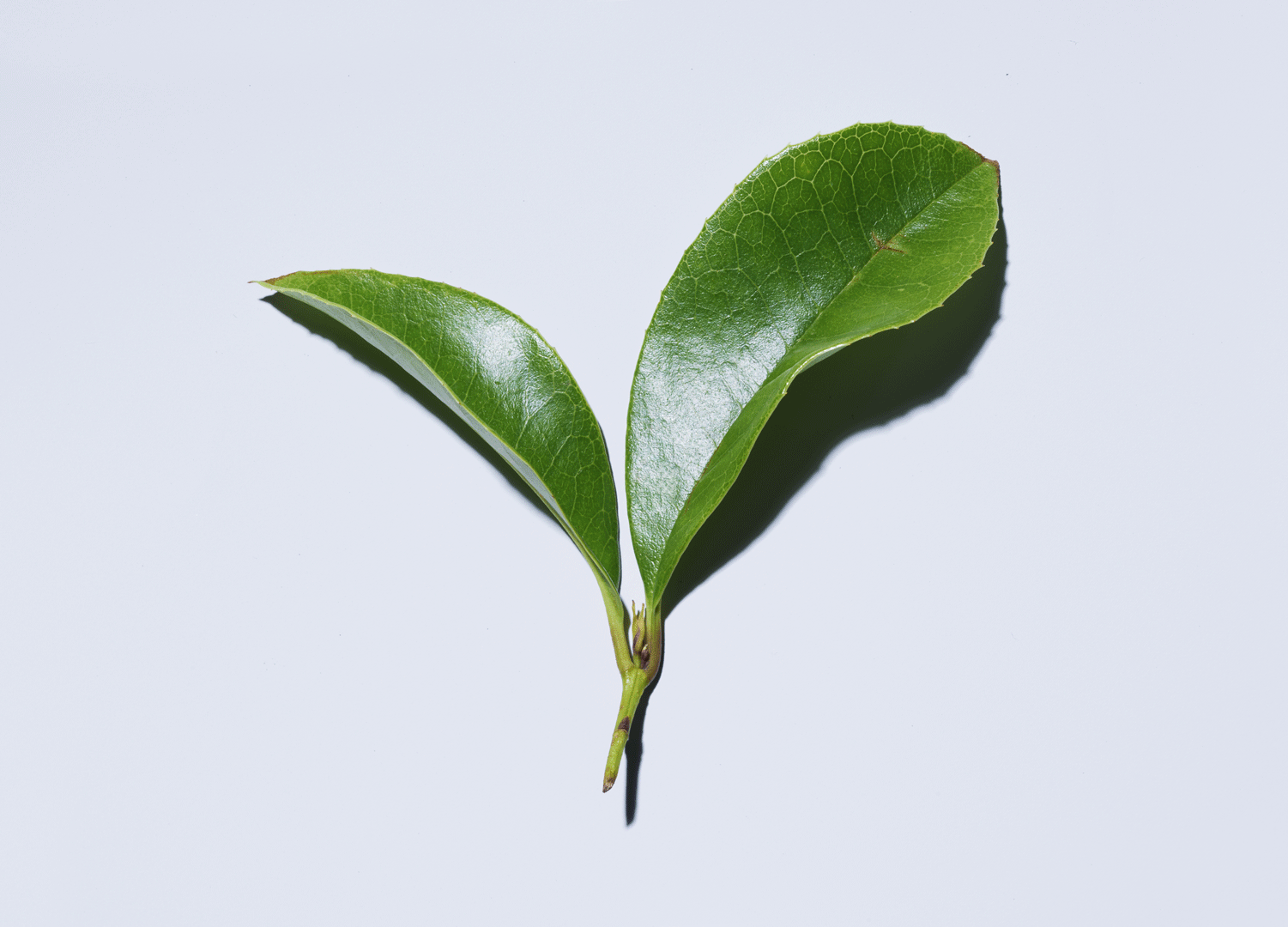 prose | green tea