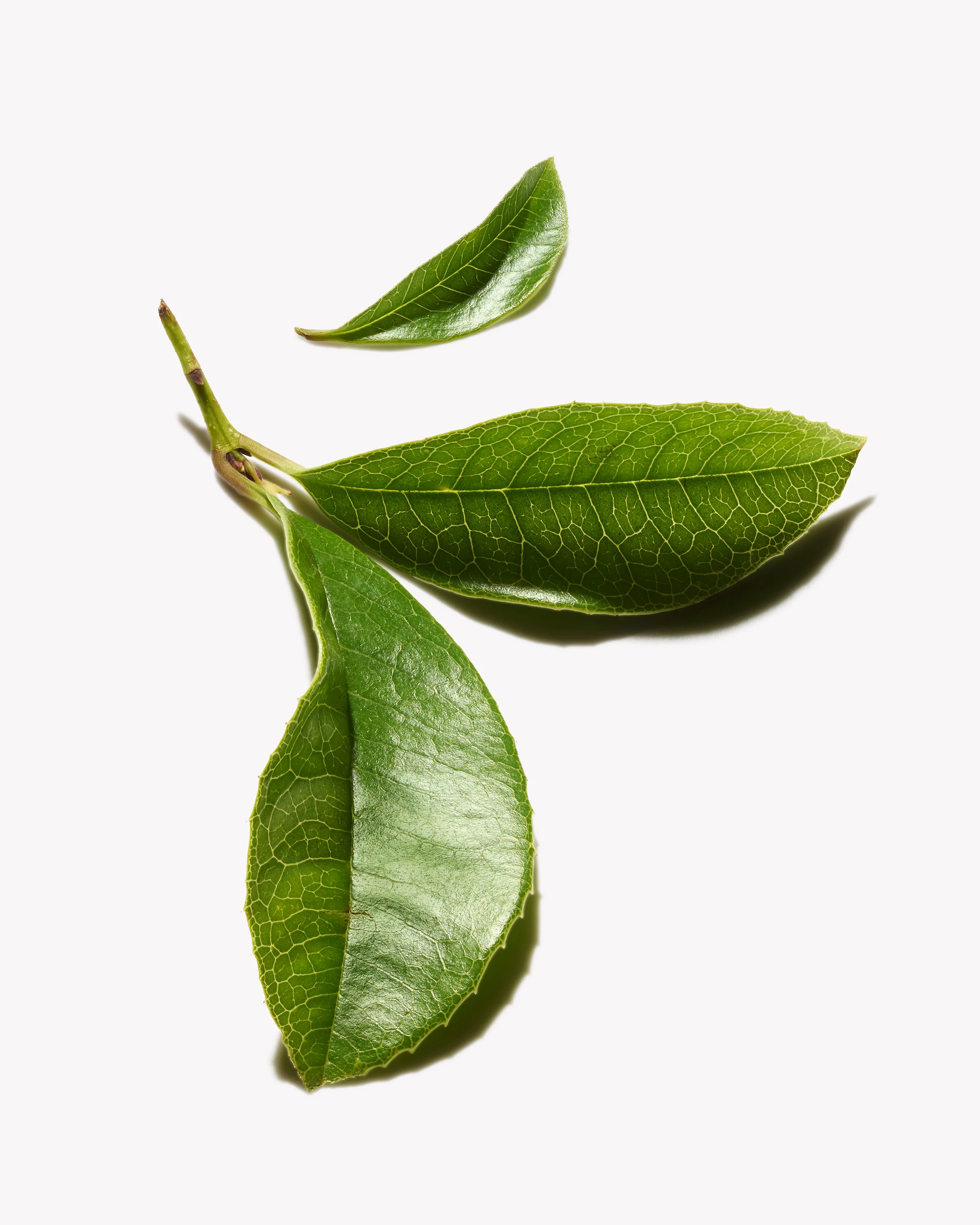 1409PR_BOTANICALS_GREENTEALEAF_101 copy.jpg