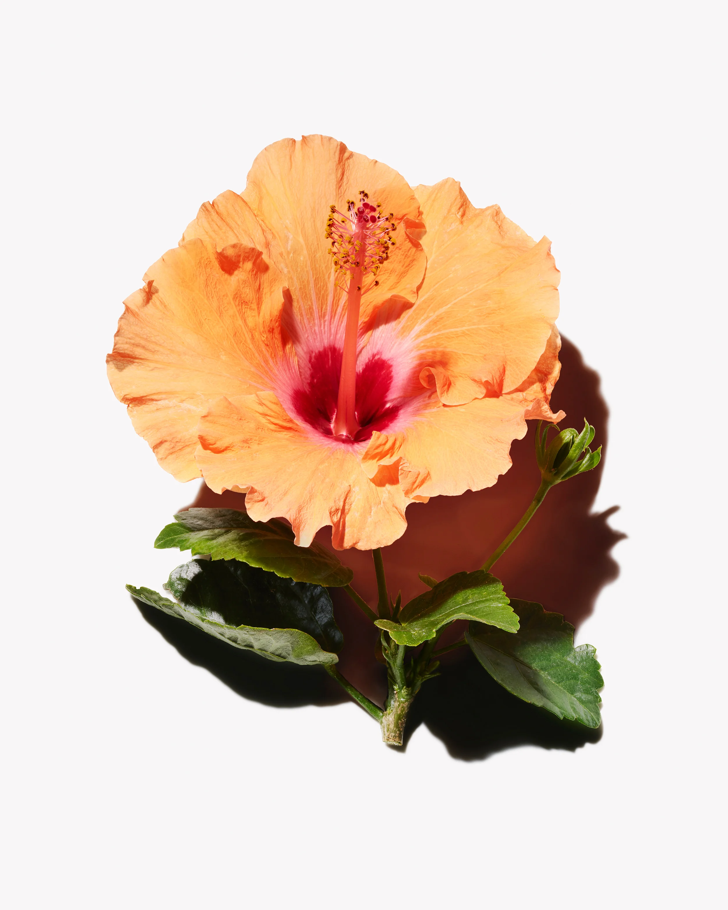 1409PR_BOTANICALS_HIBISCUS_670 copy.jpg