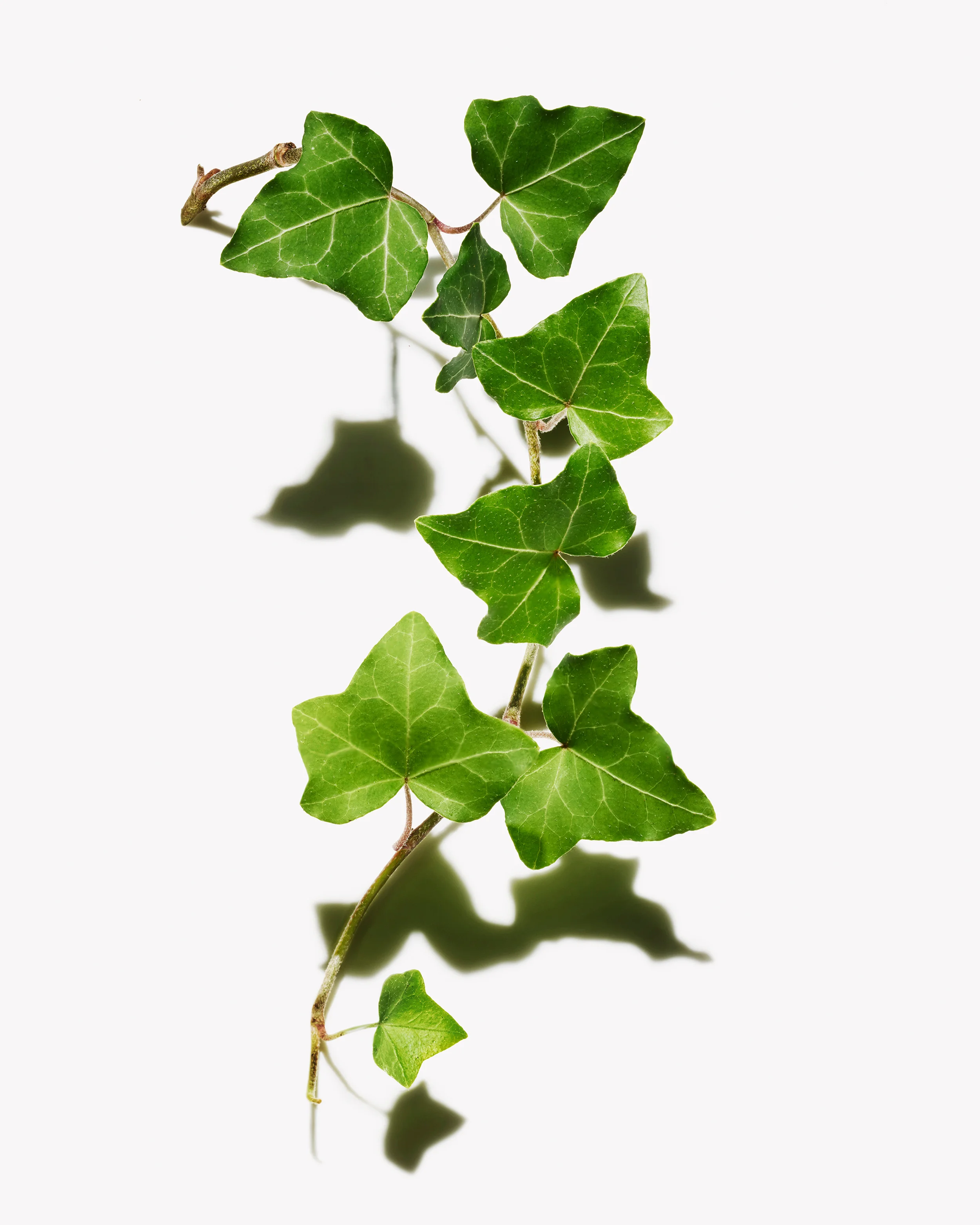 1409PR_BOTANICALS_IVY_181 copy.jpg
