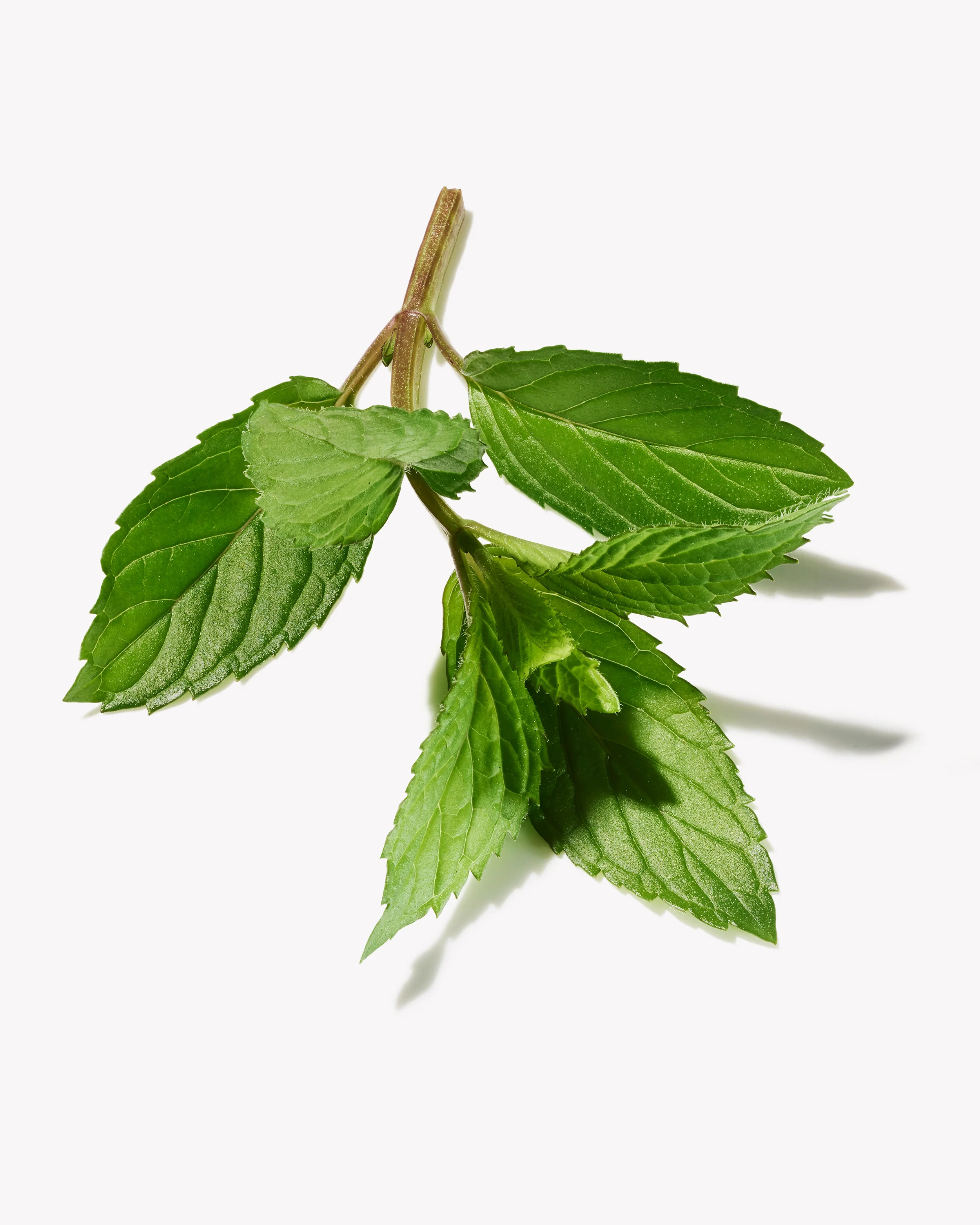 1409PR_BOTANICALS_PEPPERMINT_374 copy.jpg