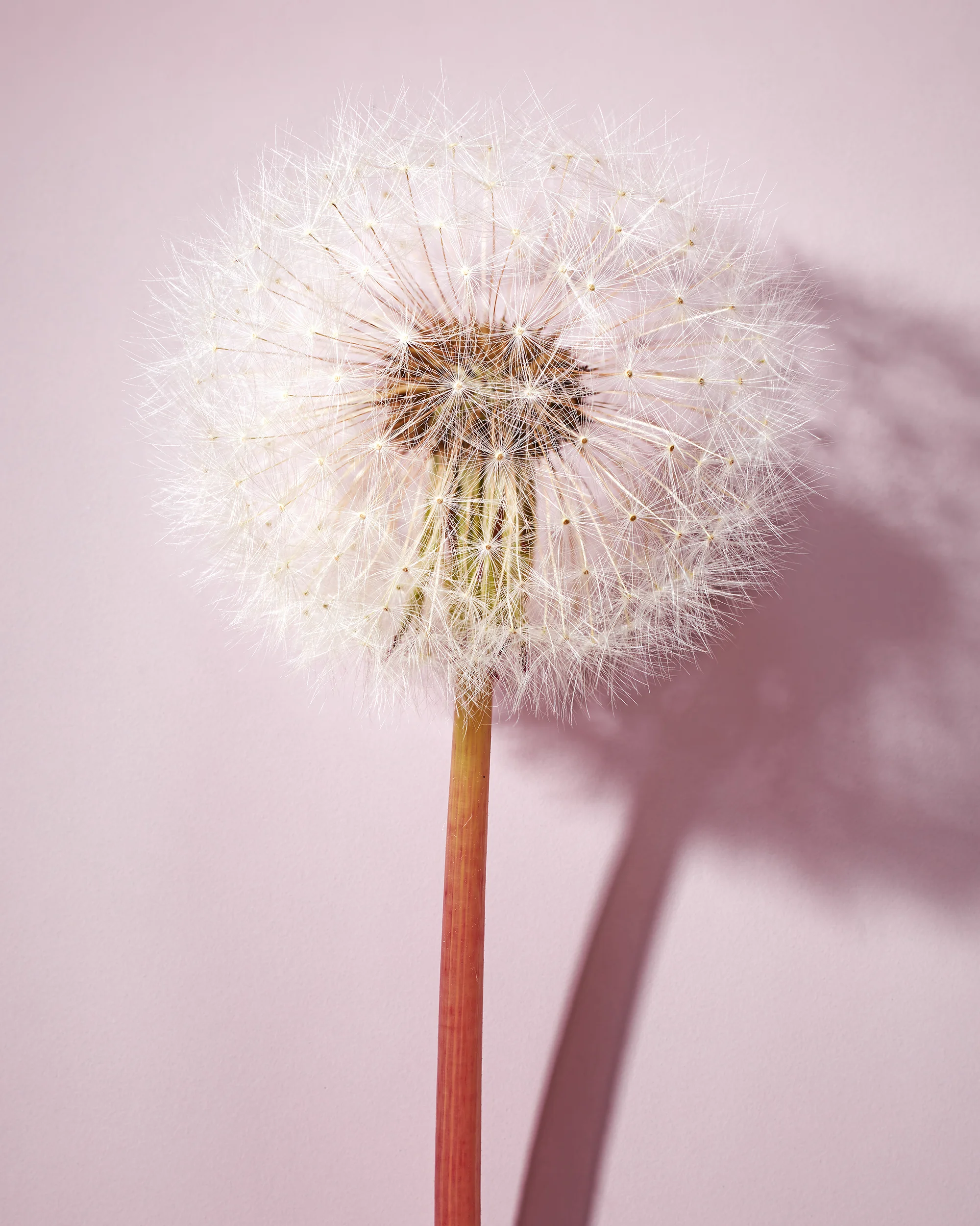LB1454_4565_close_dandelion copy.jpg