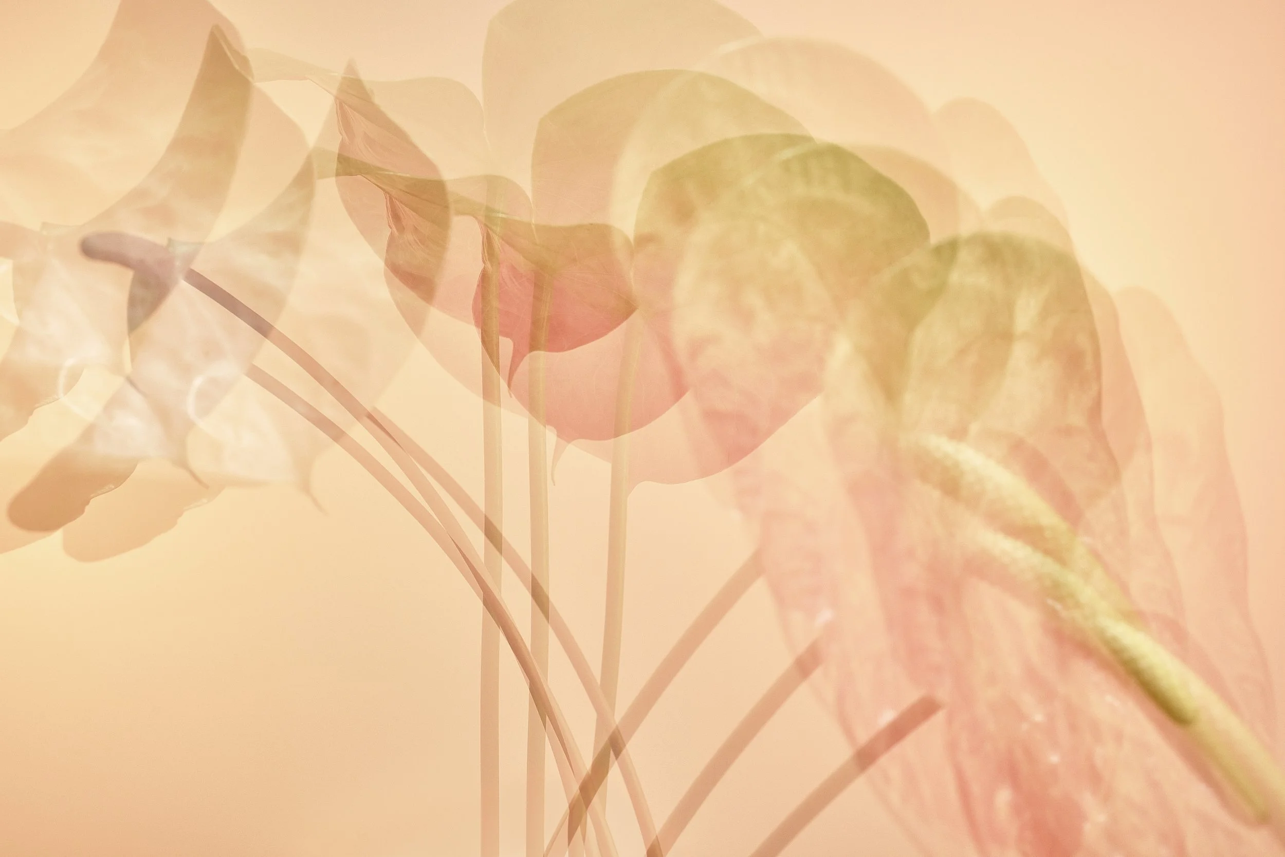 23MW_ANTHURIUM_Q8A9716 copy.jpg